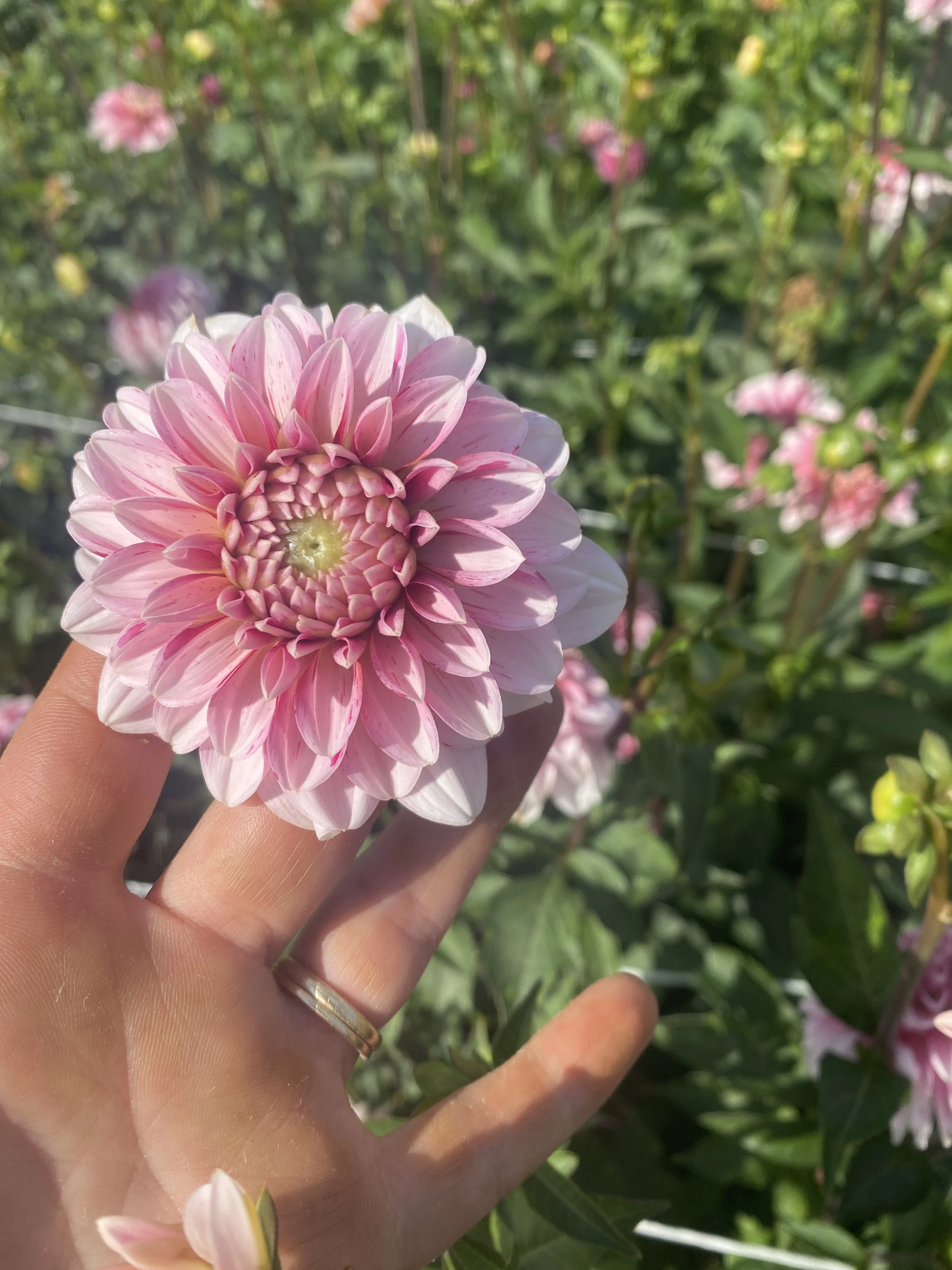 Strawberry cream single dahlia 2025.JPEG