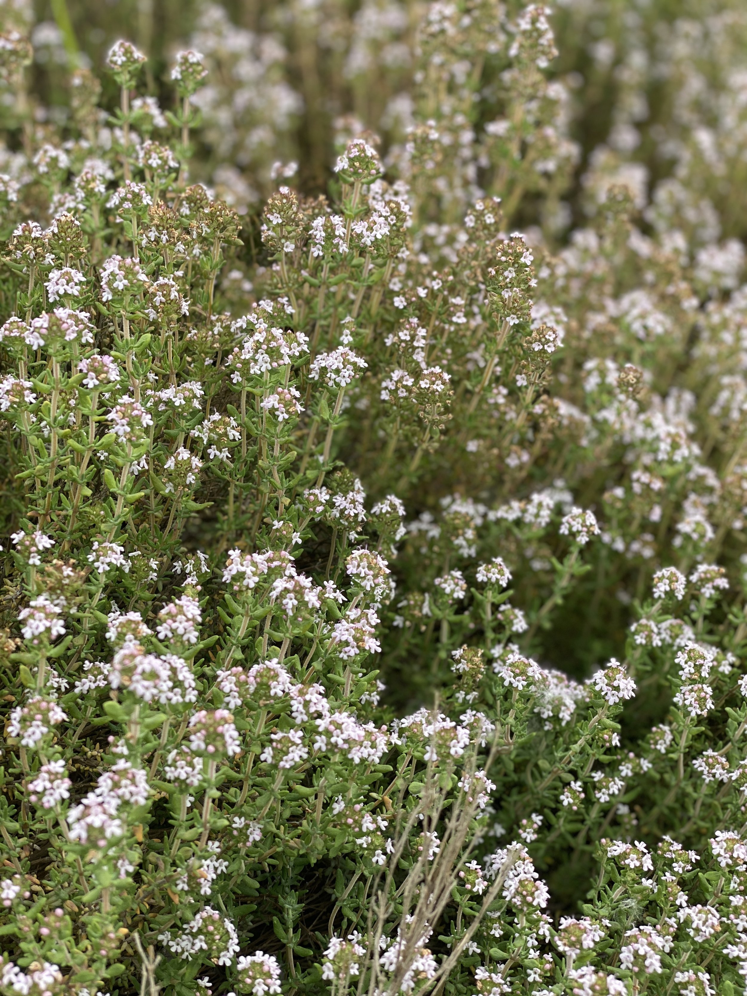 Flowering thyme - Growing thyme in Zone 6b - Thyme in boutonniere - Thyme in flower crown
