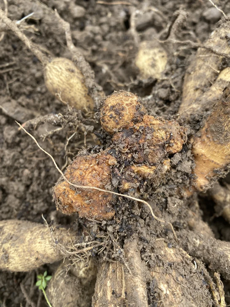 How to Deal with Crown Gall or Leafy Gall on Dahlias - Heirloom Soul