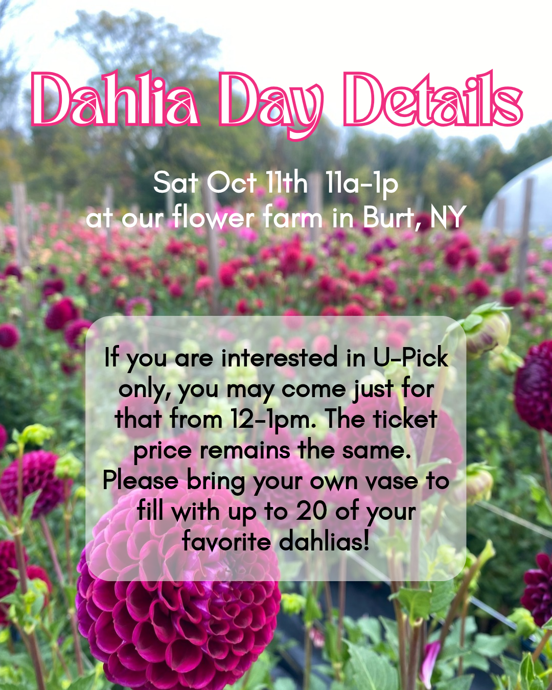 Dahlia Day 2025-3.png