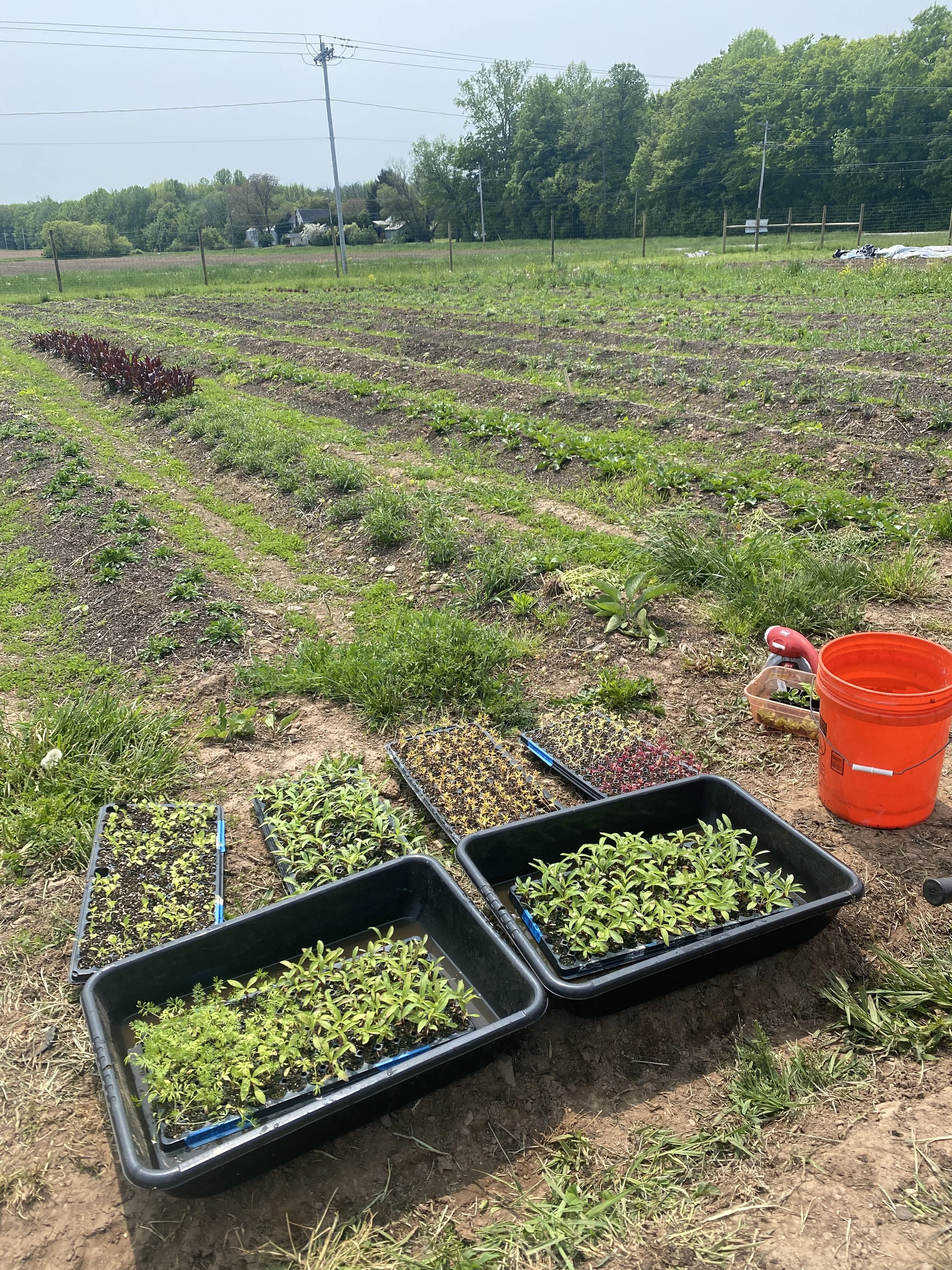 How to Plant Clover Pathways — Heirloom Soul Florals