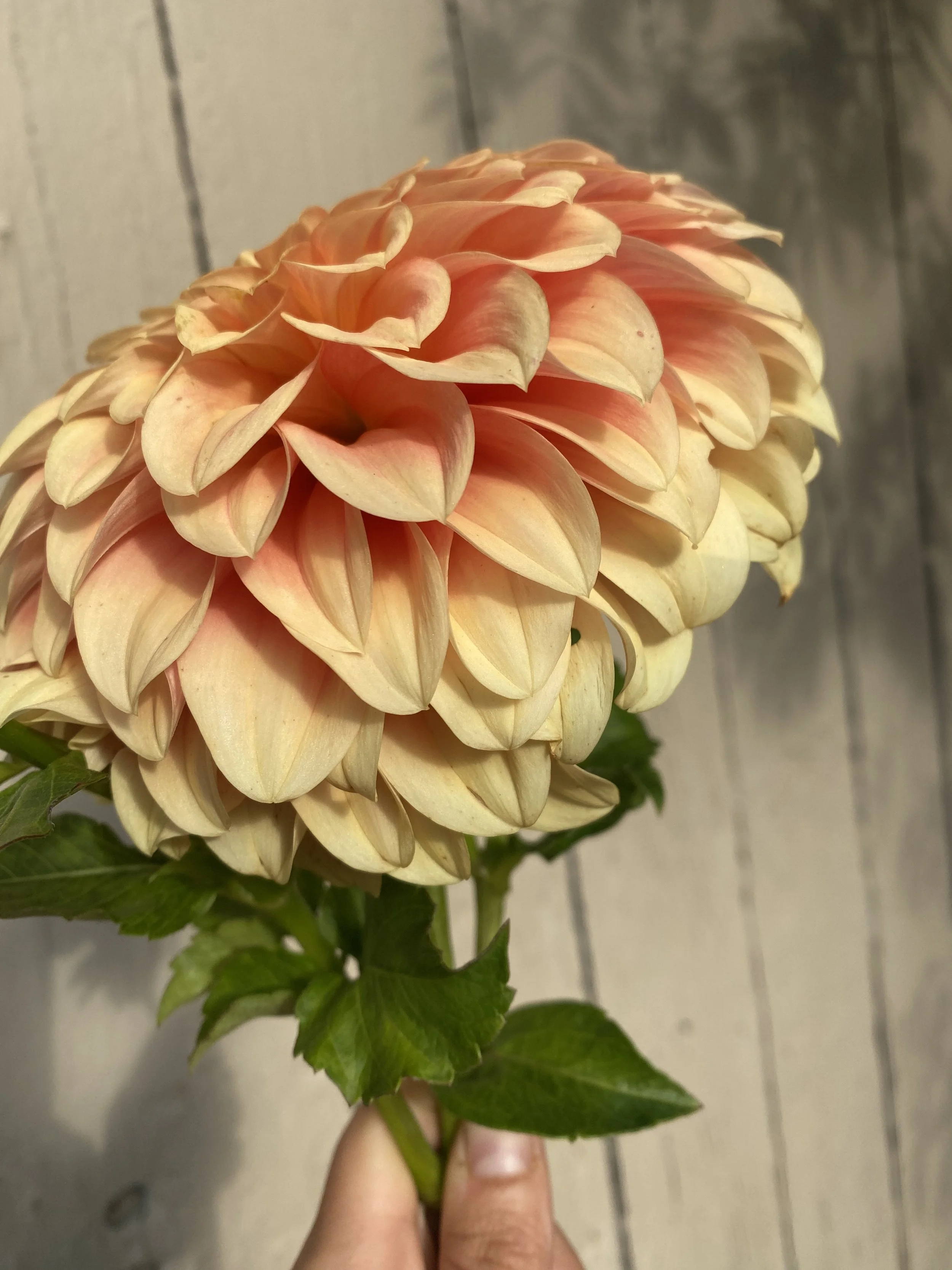 bracken Palomino Dahlia 2025.JPEG