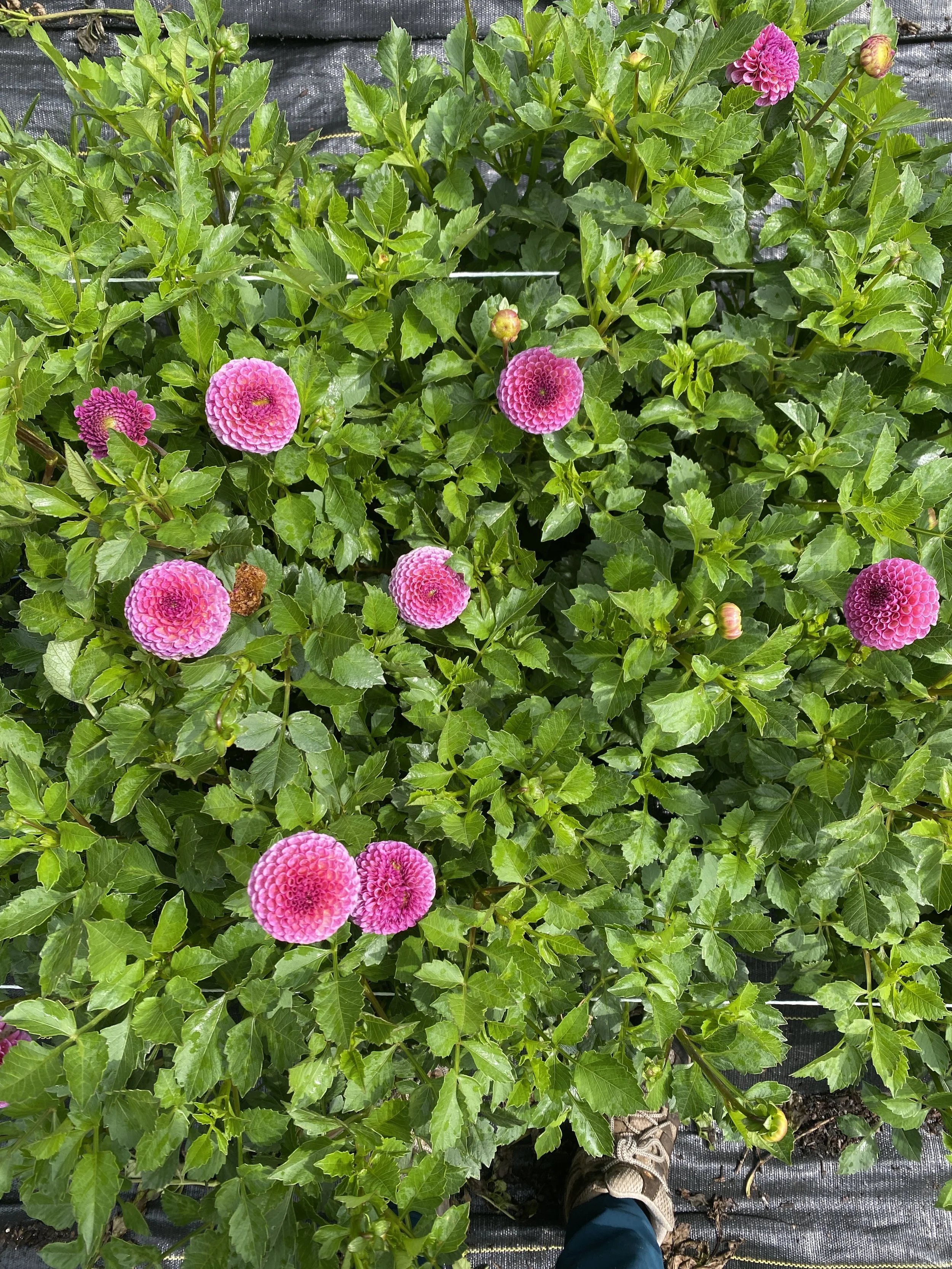 Koko Puff dahlia overhead.JPEG