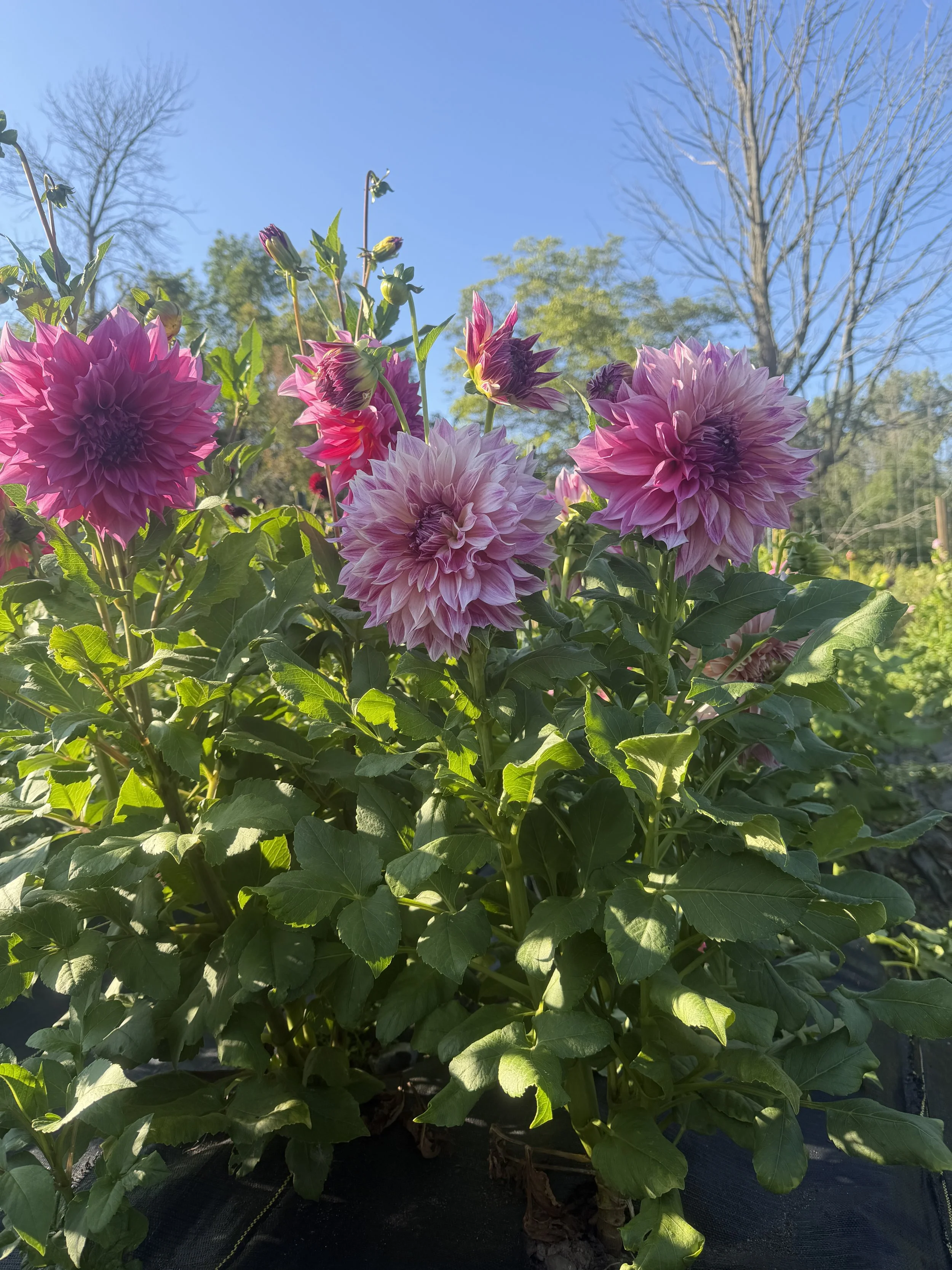 cafe Royal Dahlia 2.JPEG