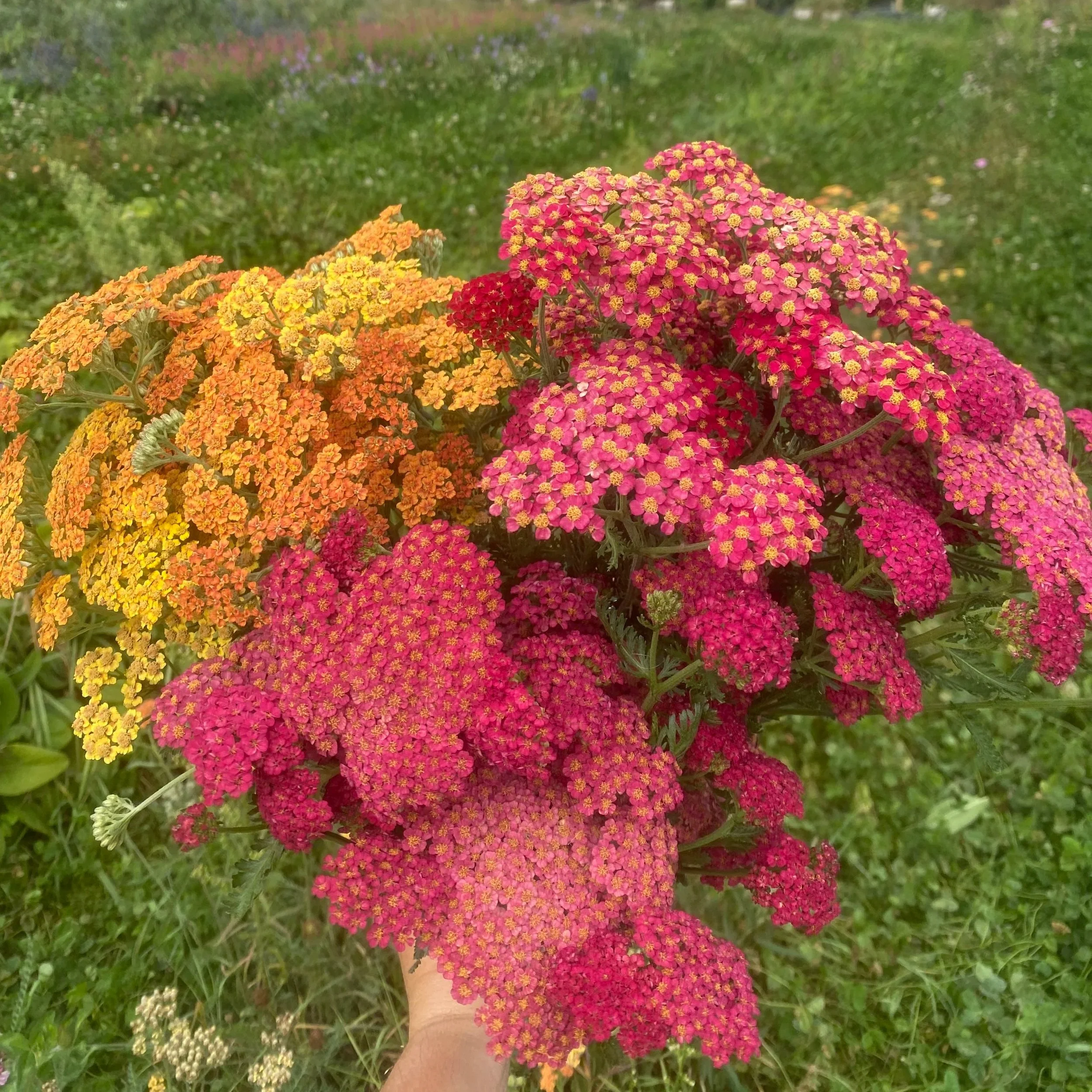 Wholesale local flowers in Buffalo NY - Wholesale flowers from farm in WNY - Wholesale flowers WNY