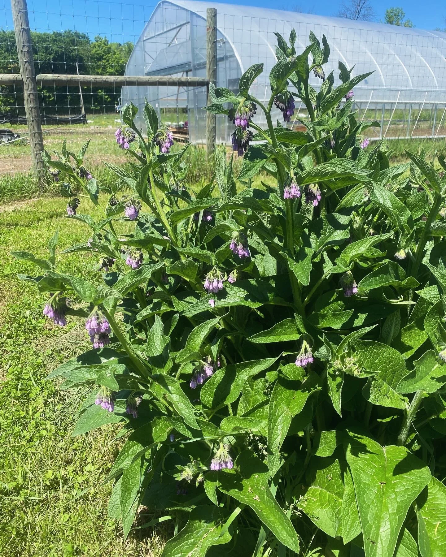Comfrey in May.JPEG