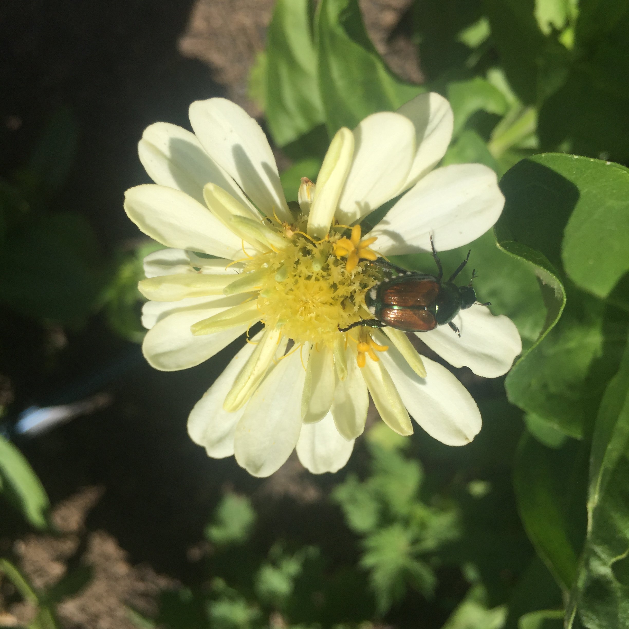 Natural Japanese beetle traps, how to get rid of japanese beetles naturally