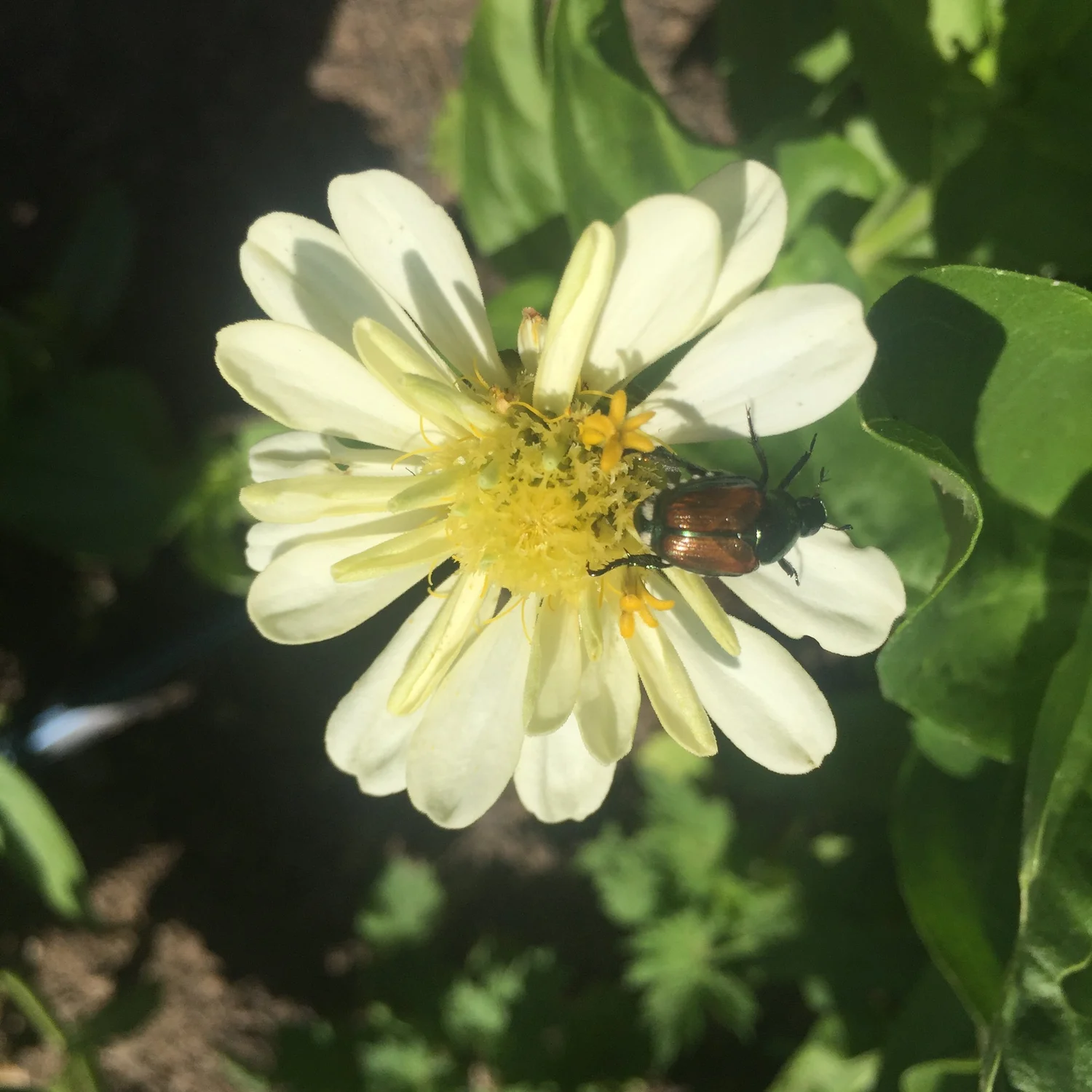 How to Naturally Control Japanese Beetles — Heirloom Soul Florals