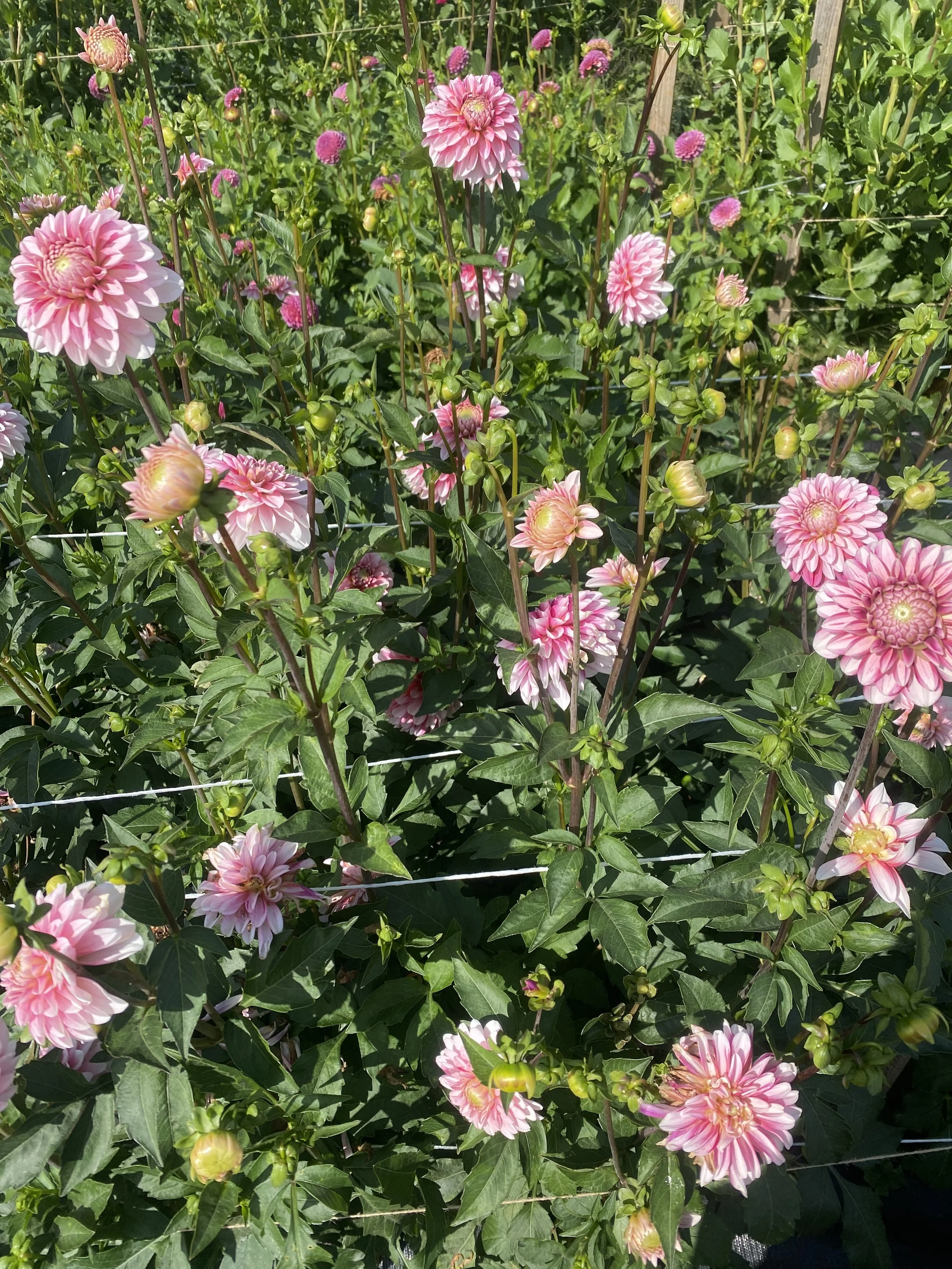 strawberry cream Dahlia plants 2025.JPEG