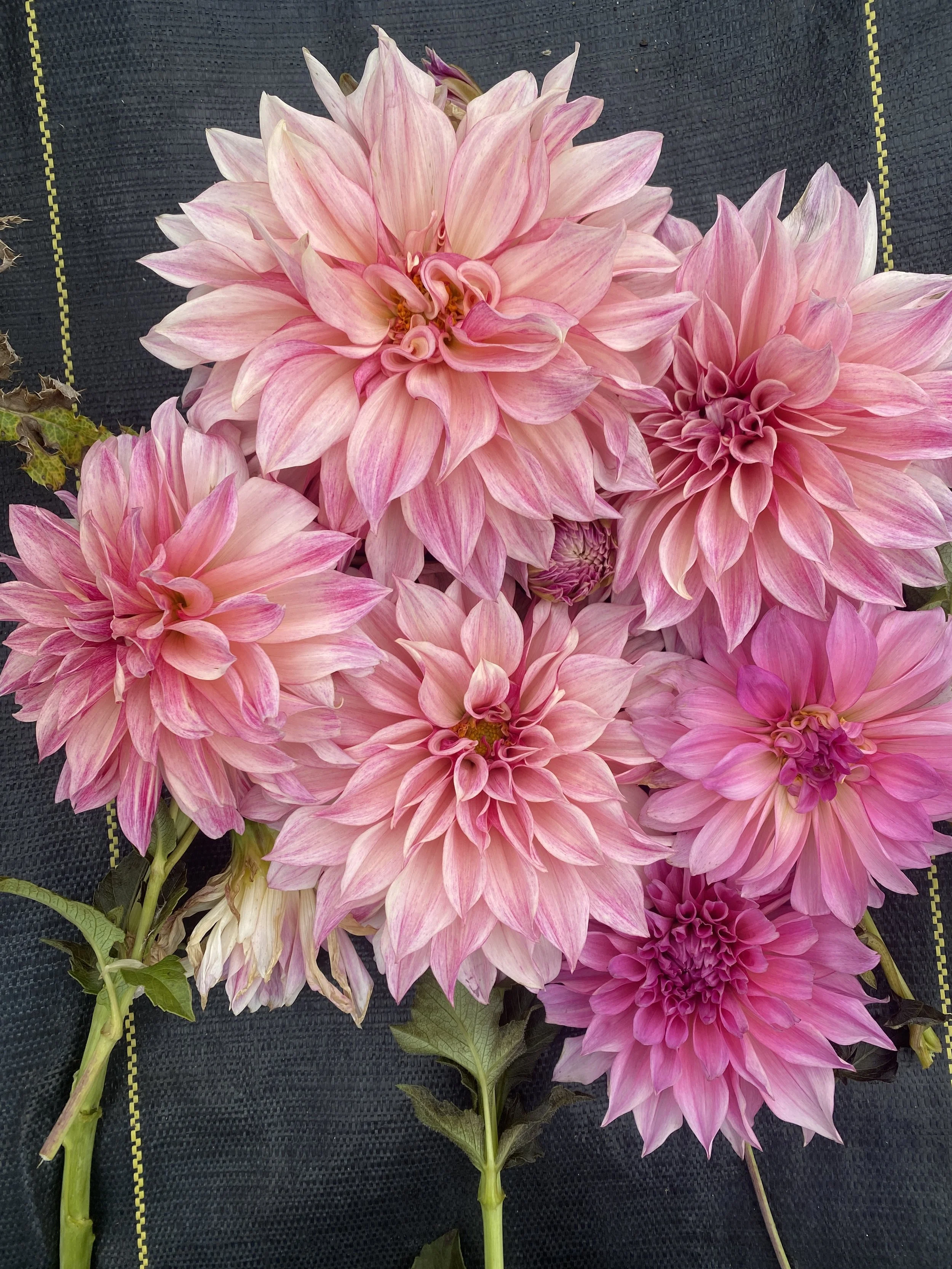 Cafe Au Lait Royal Tuber