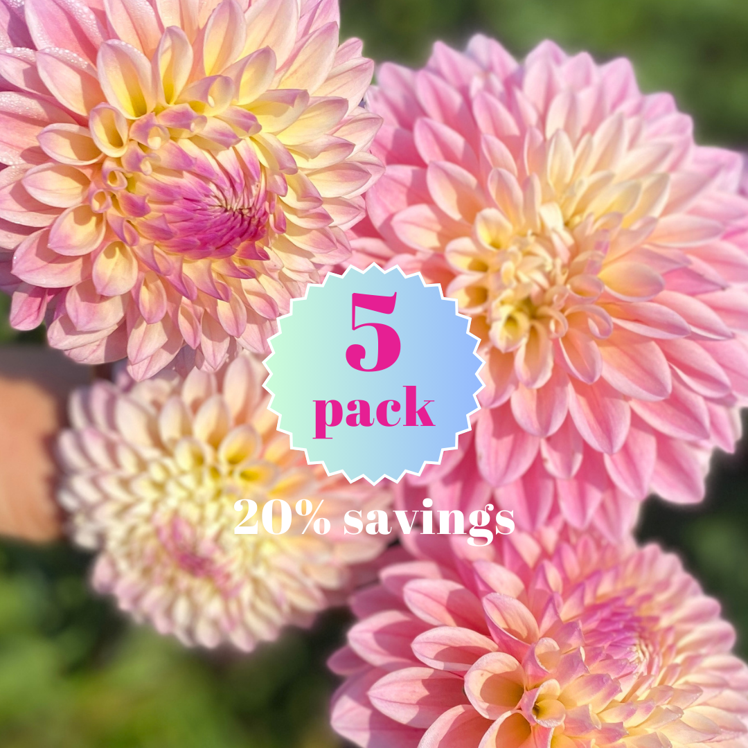 Castle Drive 5 pack dahlia tuber_20260119_113700_0000.png