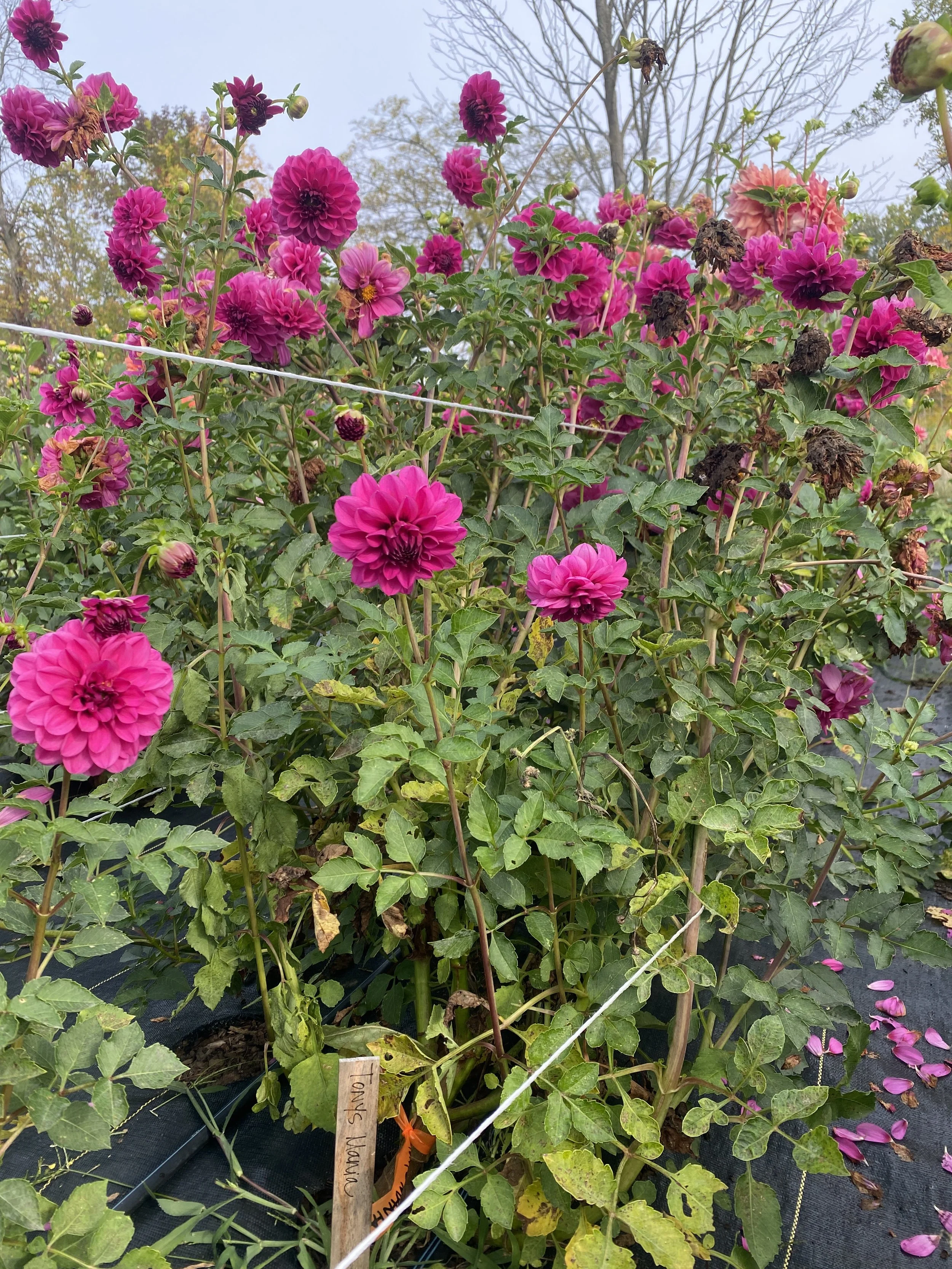 Tony's Mania Dahlia plants 2025.JPEG