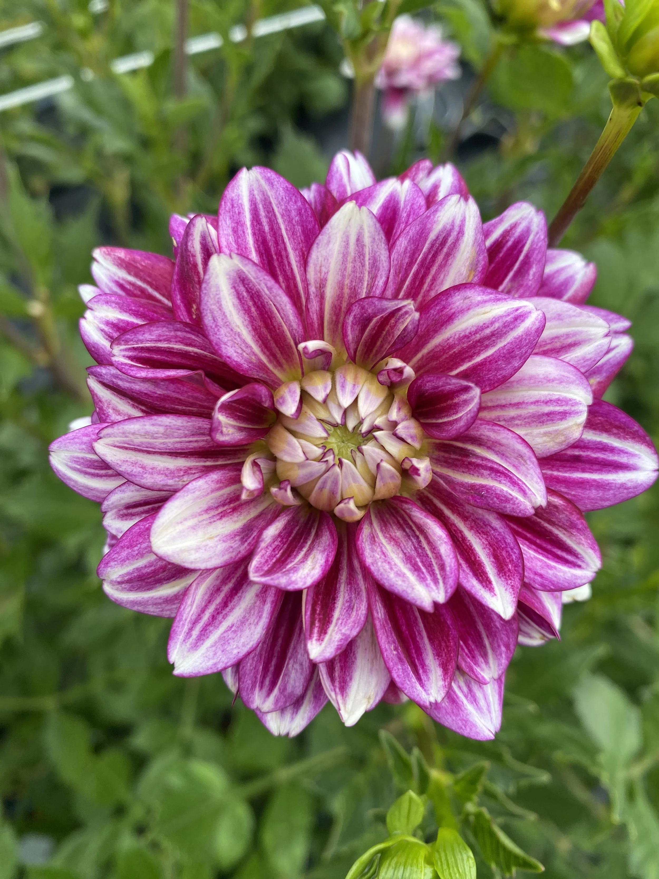 Hemisphere dahlia up close.JPEG