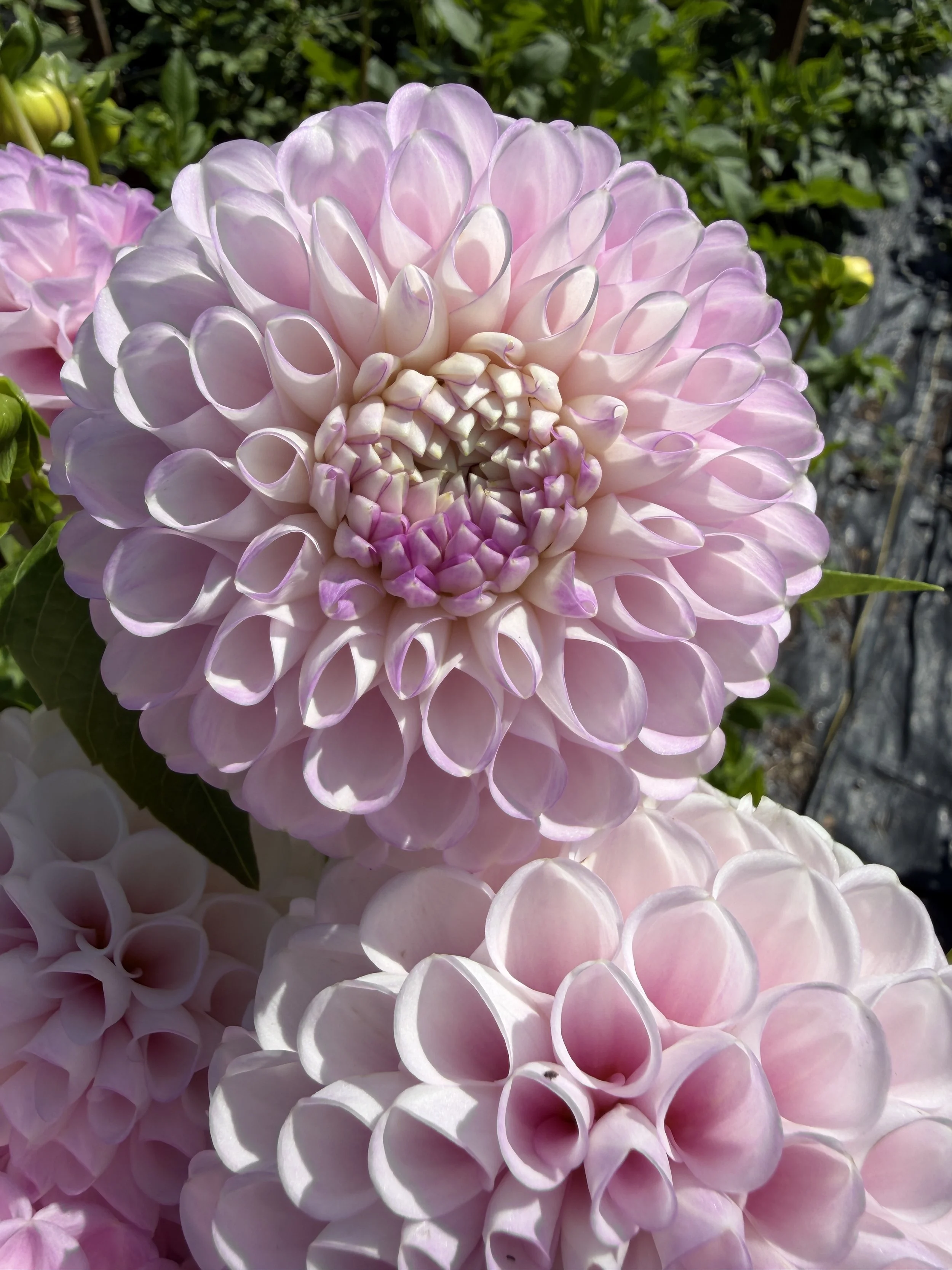 snoho Sonia Dahlia 2.JPEG