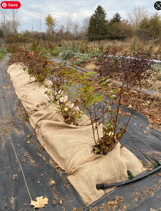 Does Burlap Work To Protect Trees in Winter?