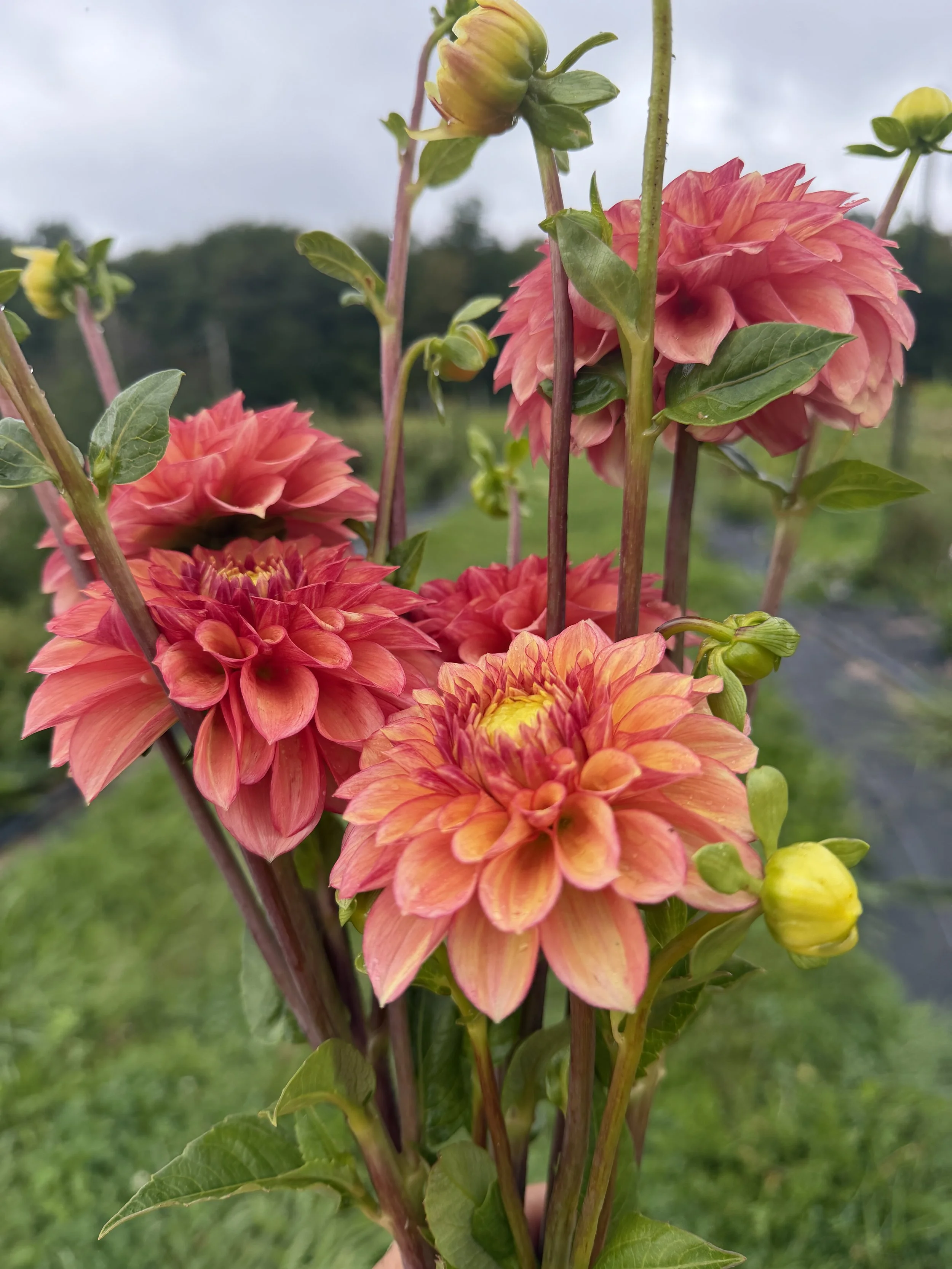 Lakeview Lucky Dahlia 2.JPG