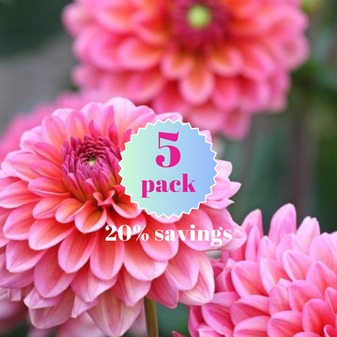 Salmon Runner 5 pack dahlia tuber_20260119_113701_0007.png