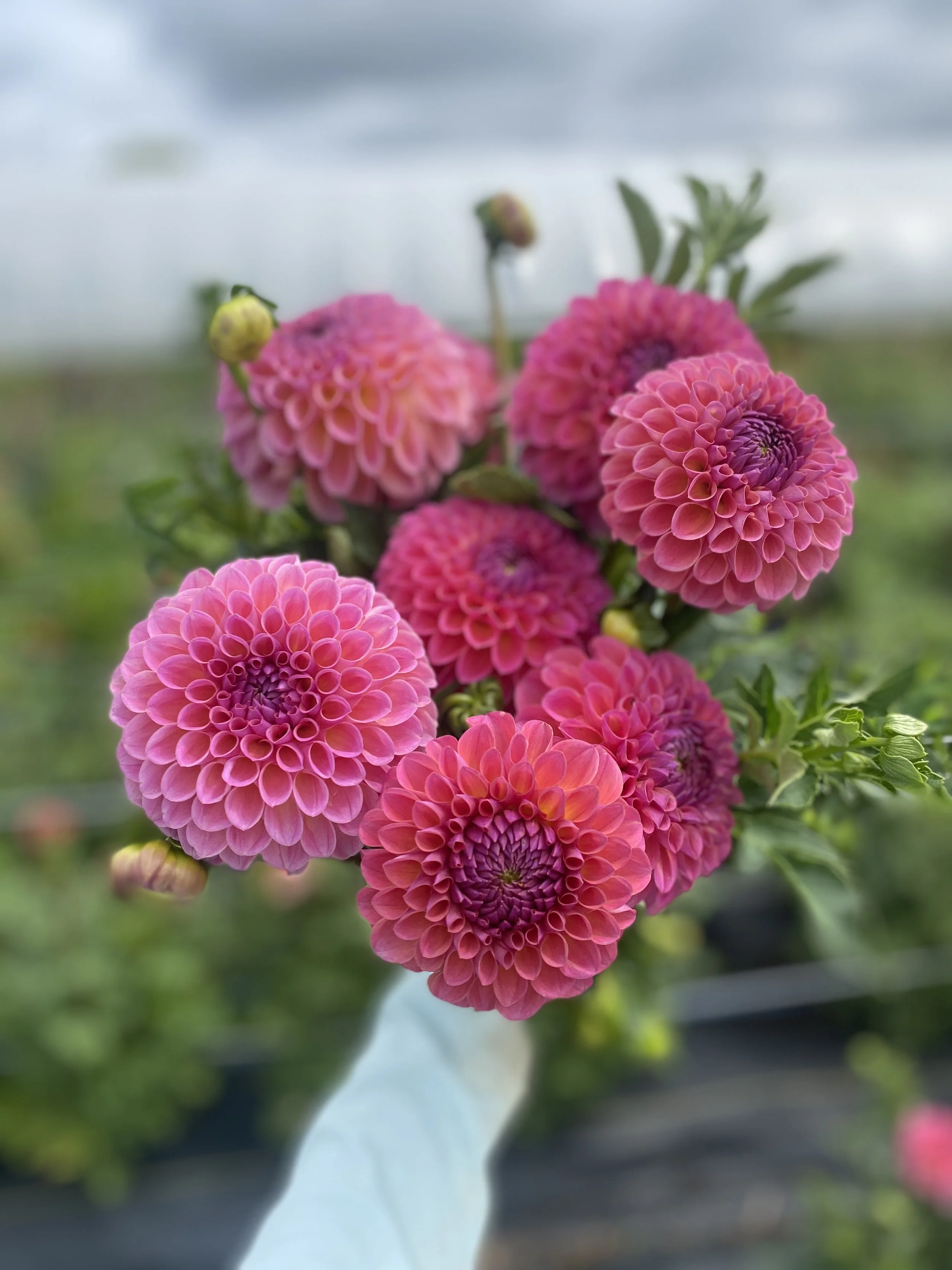 jowey Winnie dahlias 2025.JPEG