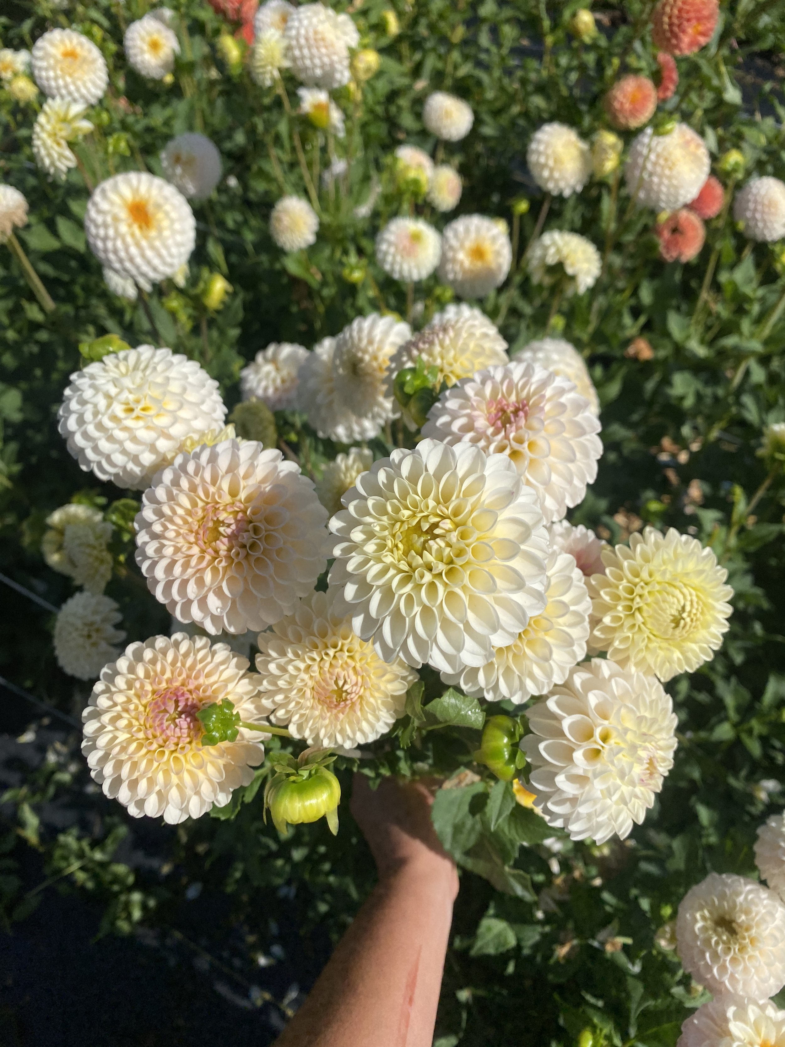 Camano Zoe Dahlia in the sun.JPEG