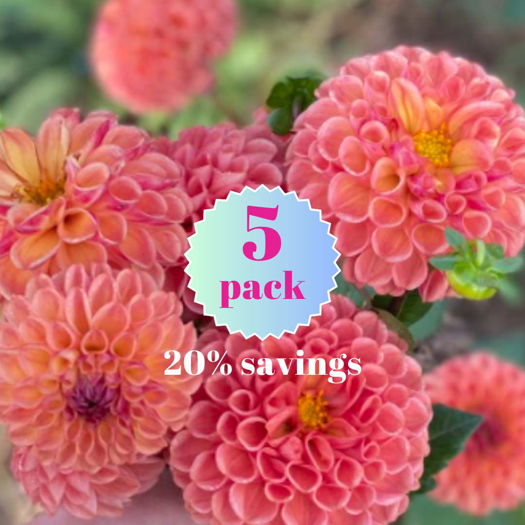 Natalie G 5 pack dahlia tuber_20260119_113700_0005.png