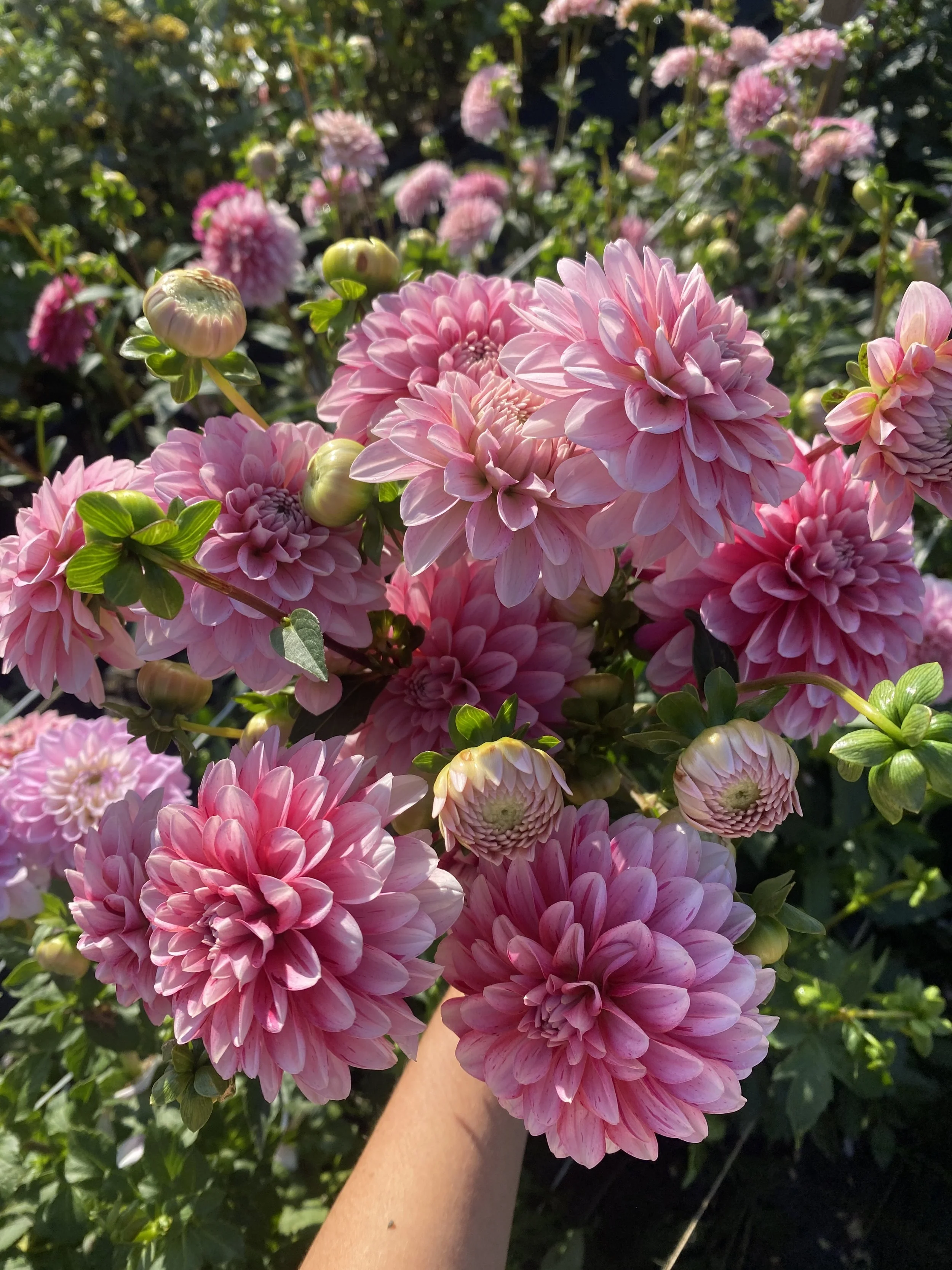 Strawberry Cream dahlias 2025.JPEG01.JPEG