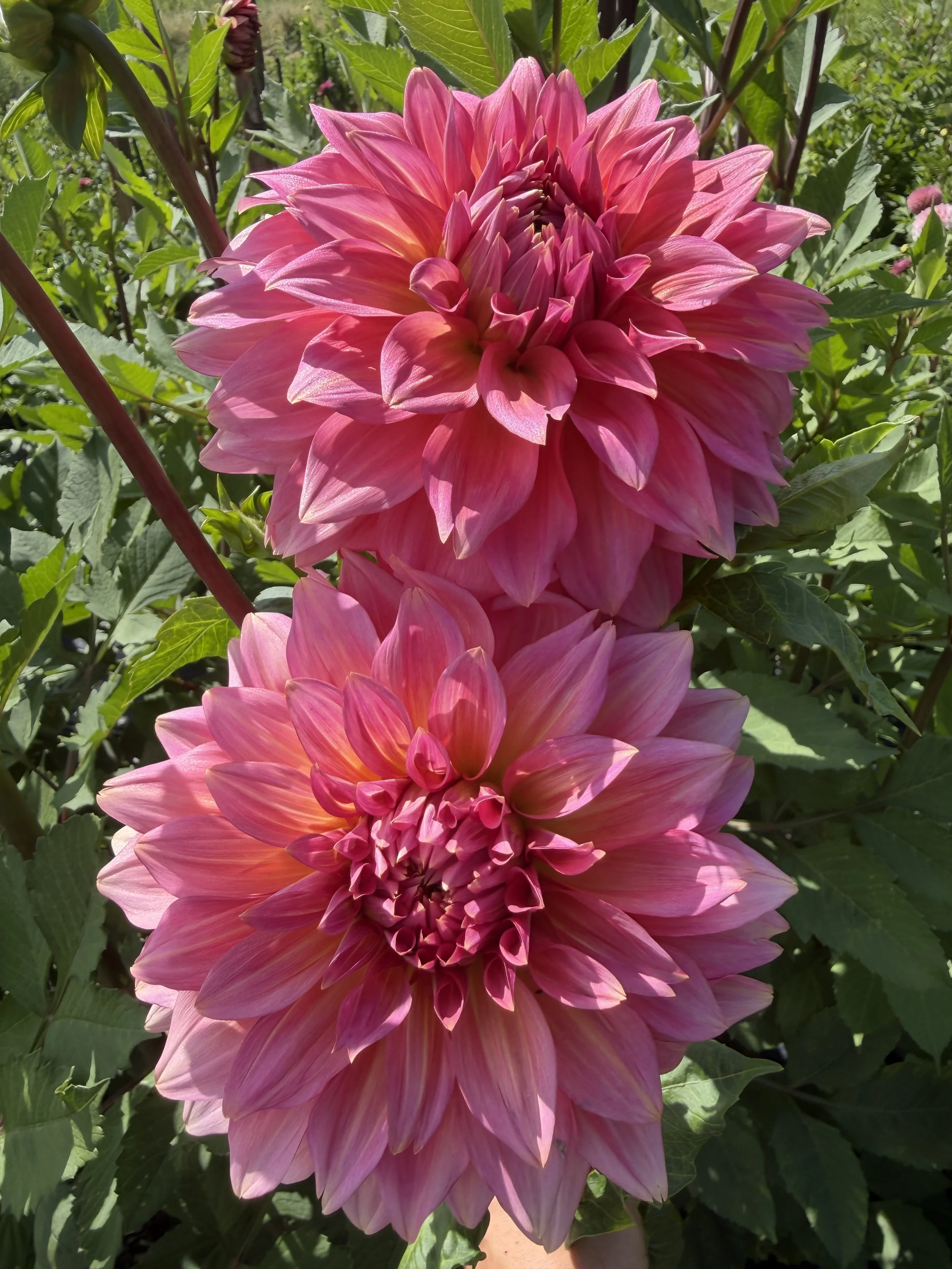 ka Keltie Rose dahlia.JPEG
