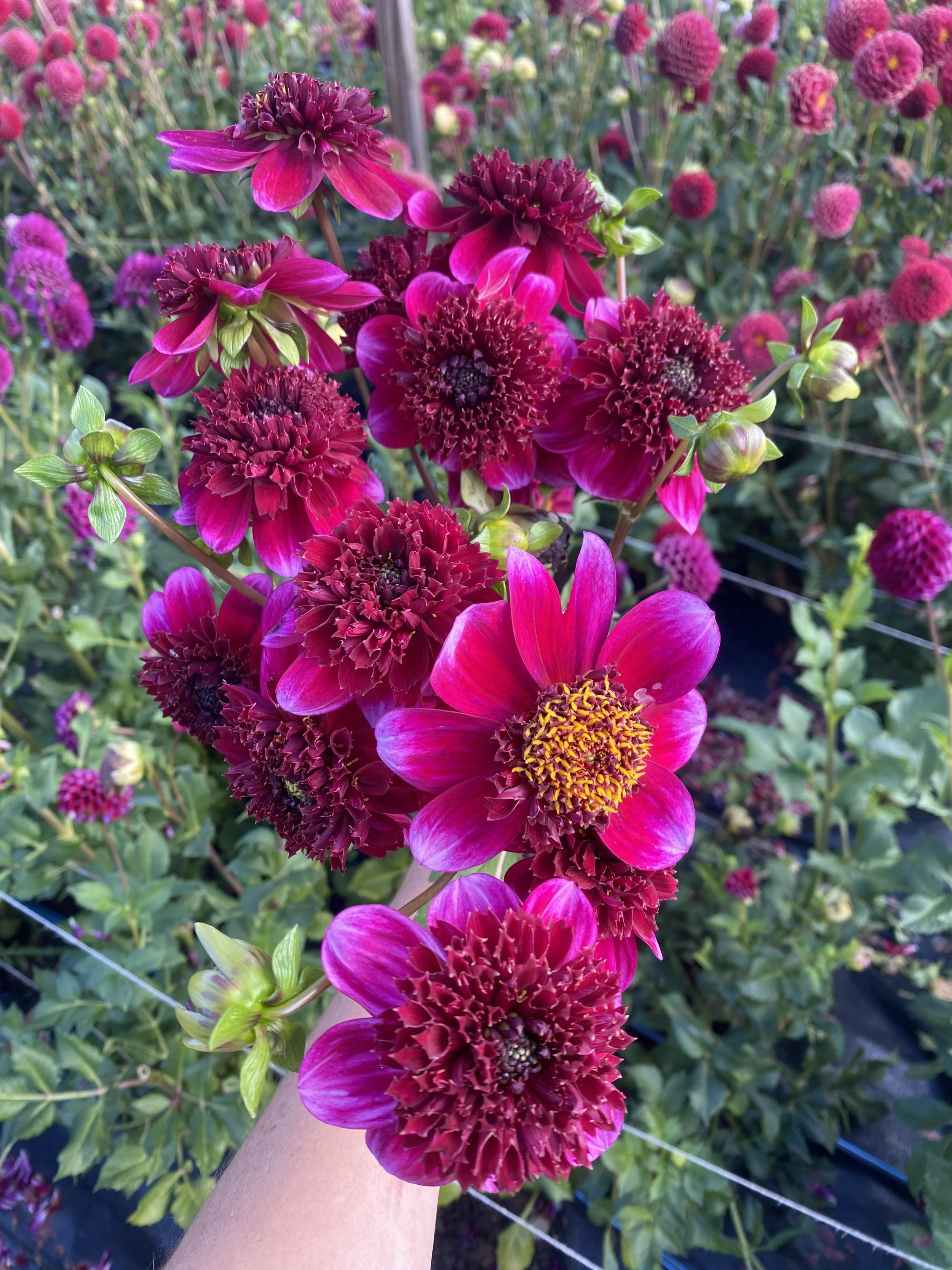 Rock Star dahlia handful.JPEG