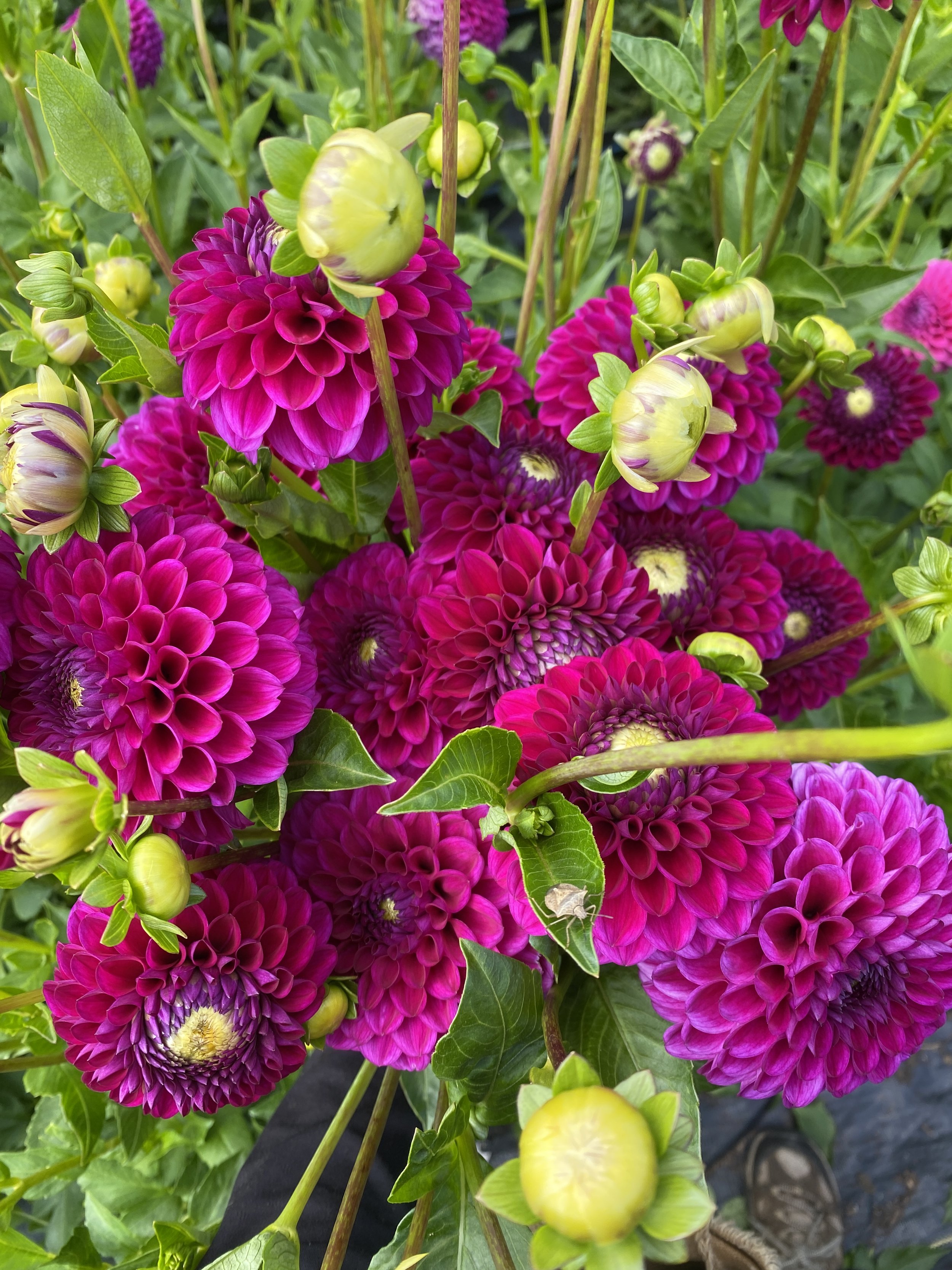 cryfield Harmony dahlias handful 2025.JPEG-2.JPEG