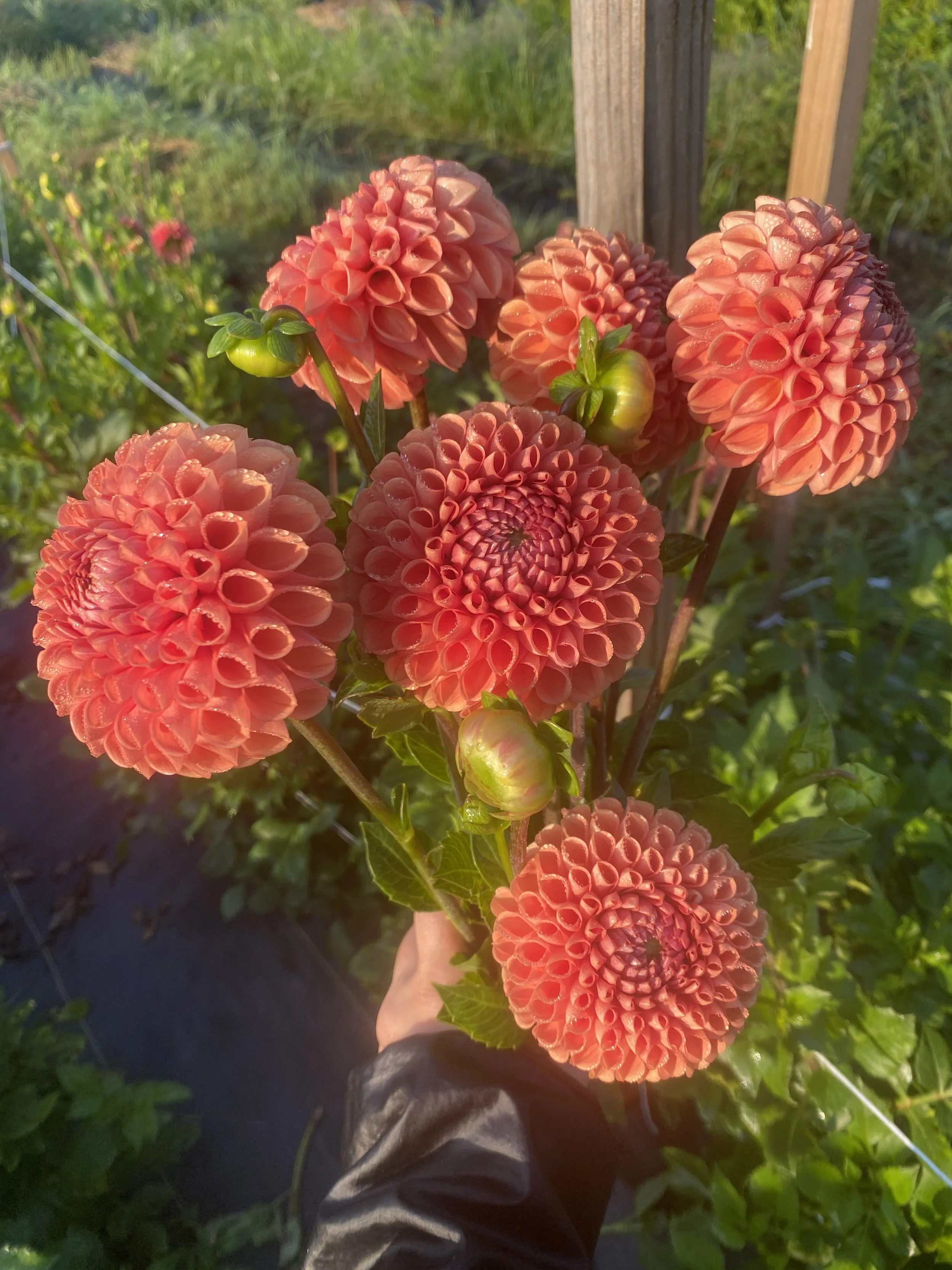 Cornel Bronze dahlias 2024-2.JPG