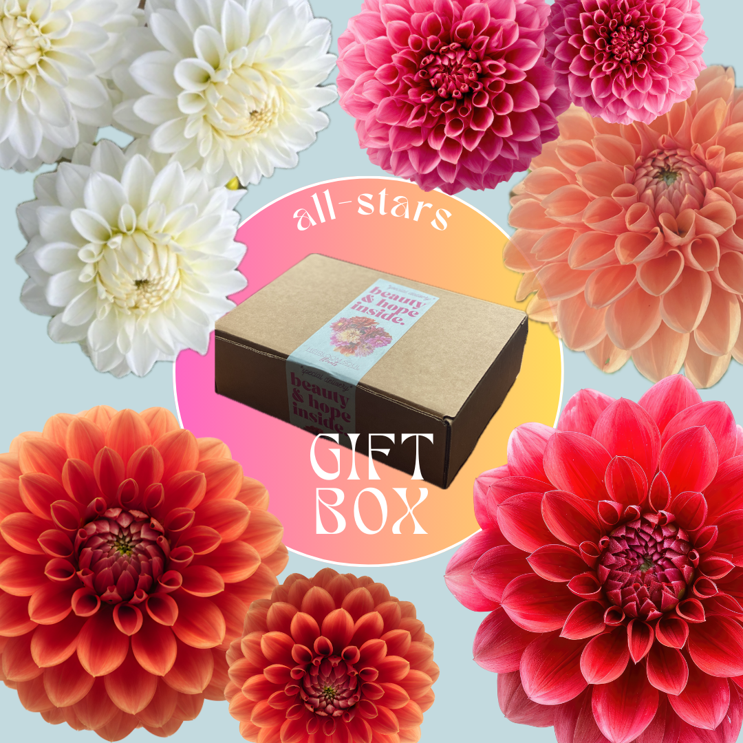 Dahlia Tuber Gift Box - All-Stars