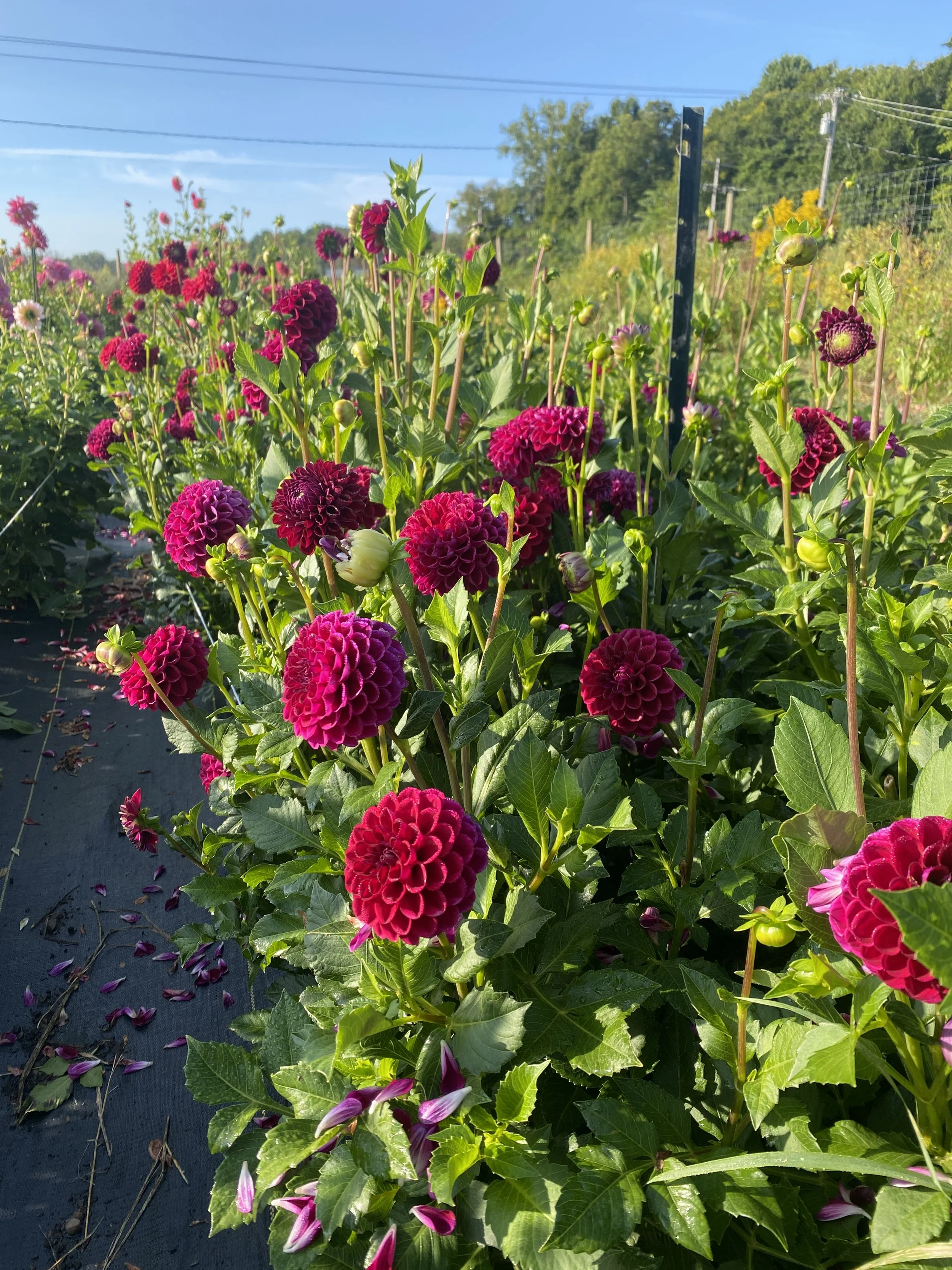 Ivanetti dahlias in field 2024.JPG
