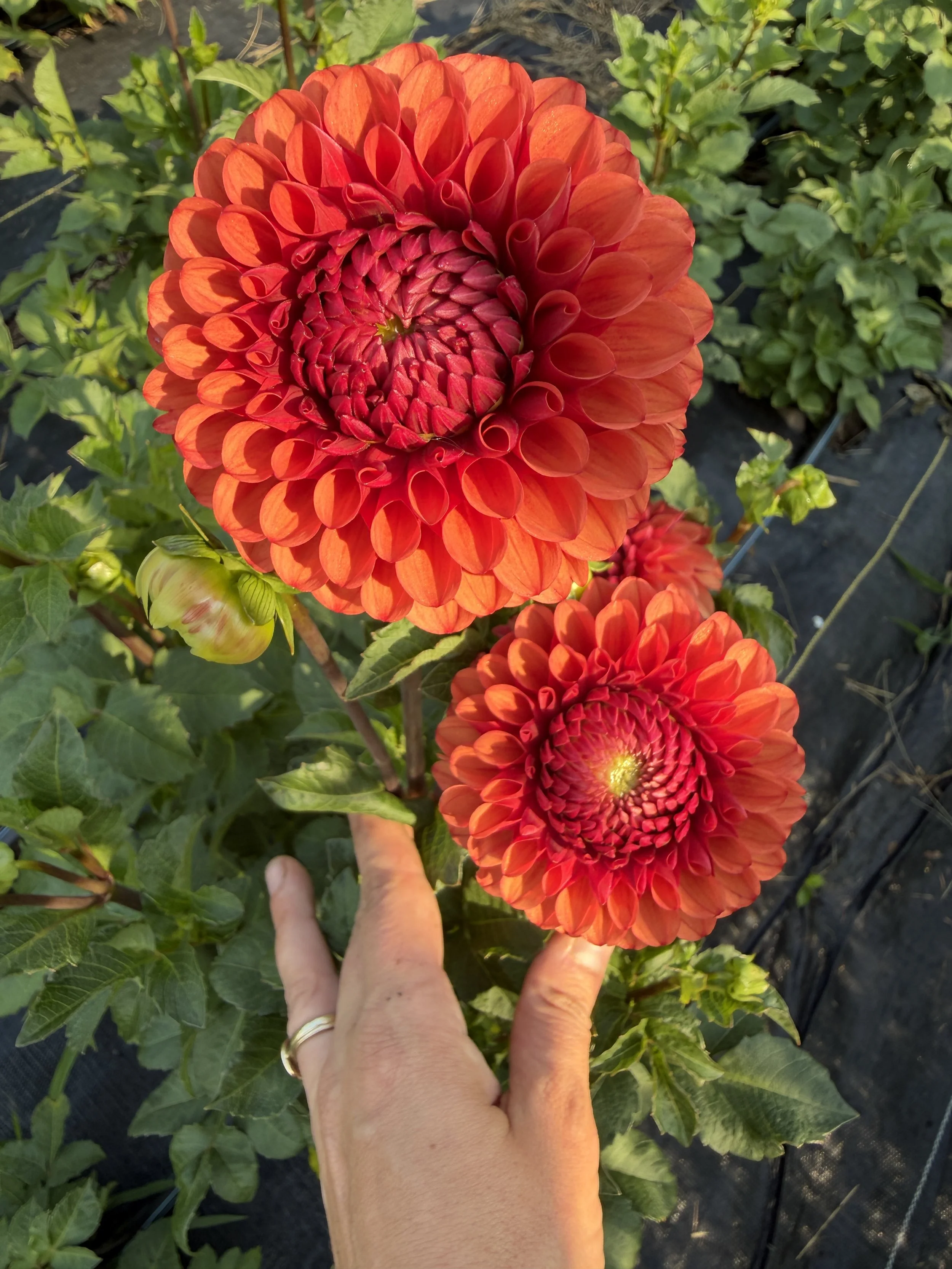 copper boy Dahlia 2.JPEG