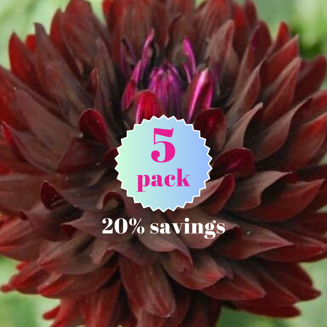 Holly Hill Black Beauty 5 pack dahlia tuber_20260119_113701_0006.png