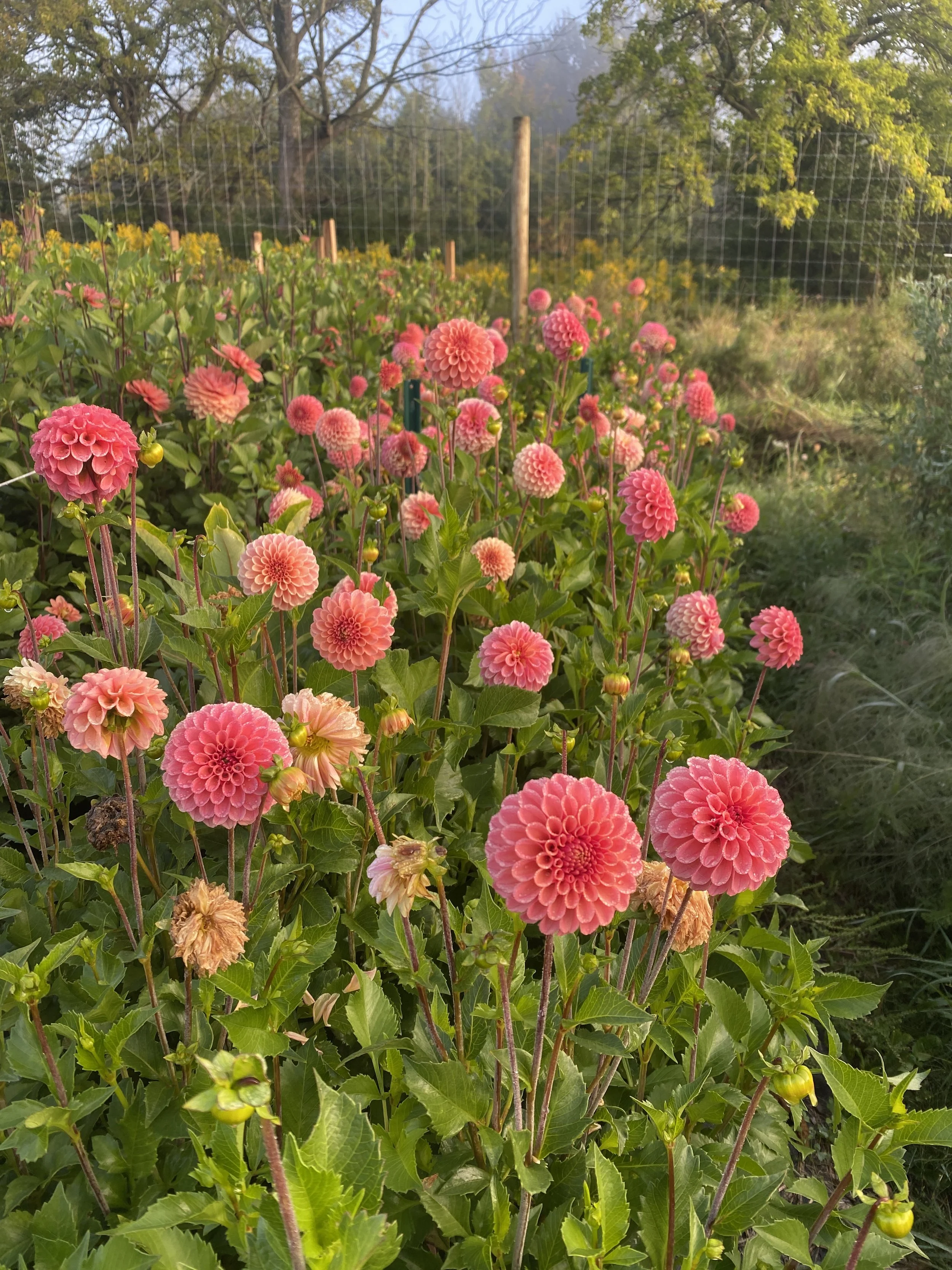 Rose Toscano dahlias.JPEG
