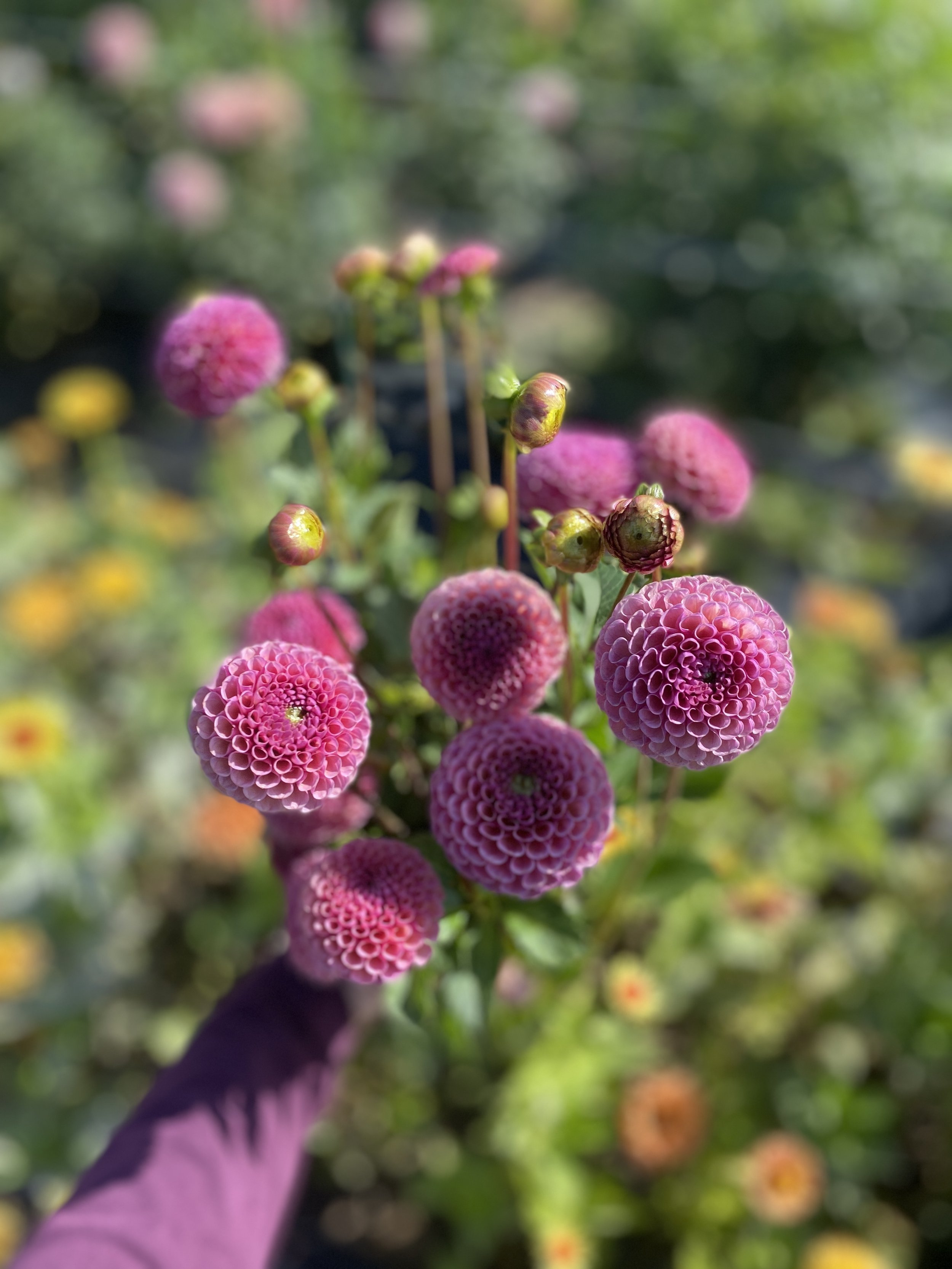 Koko Puff dahlias 2025.JPEG