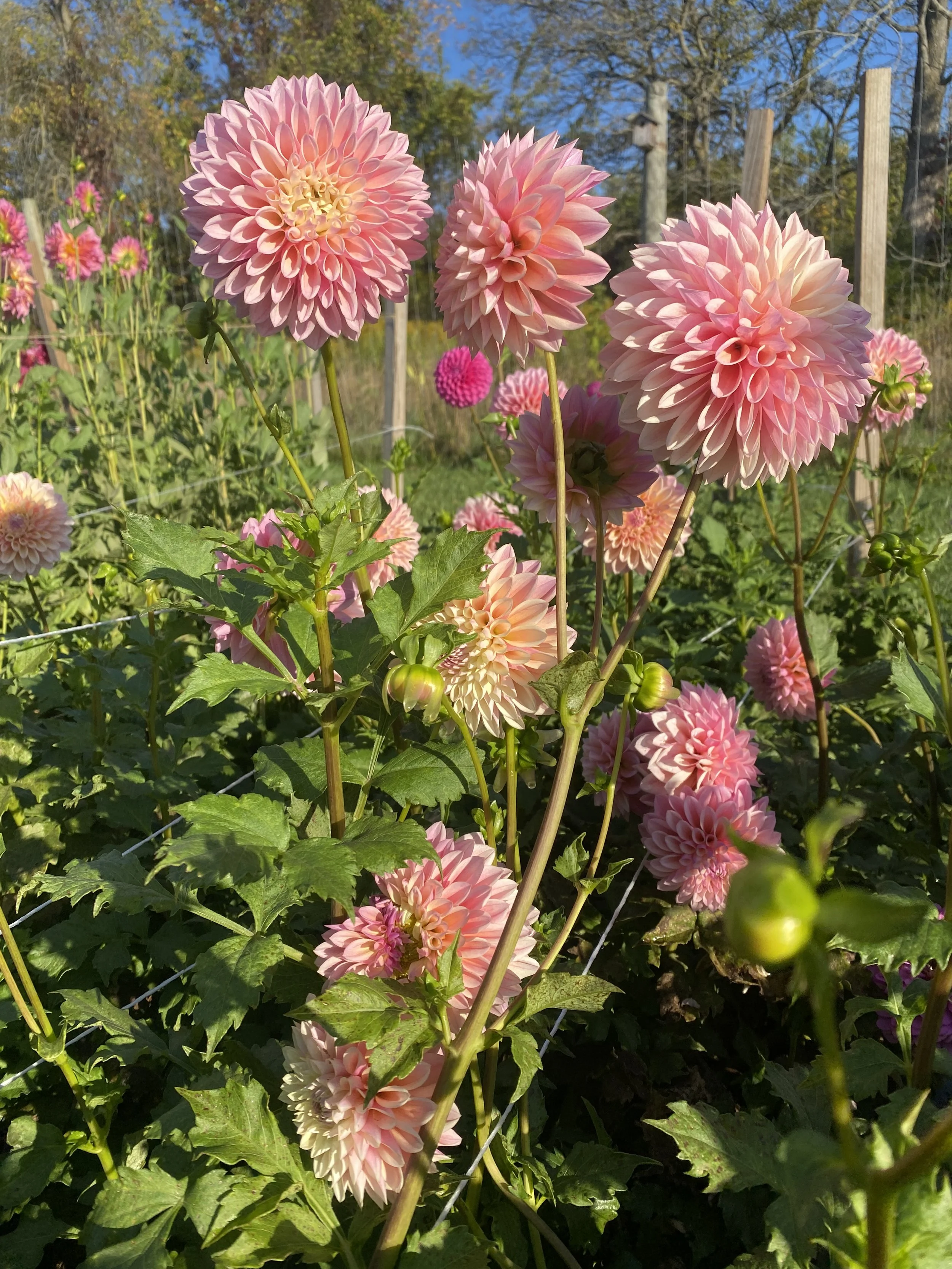 Castle Drive dahlias plants 2025.JPEG