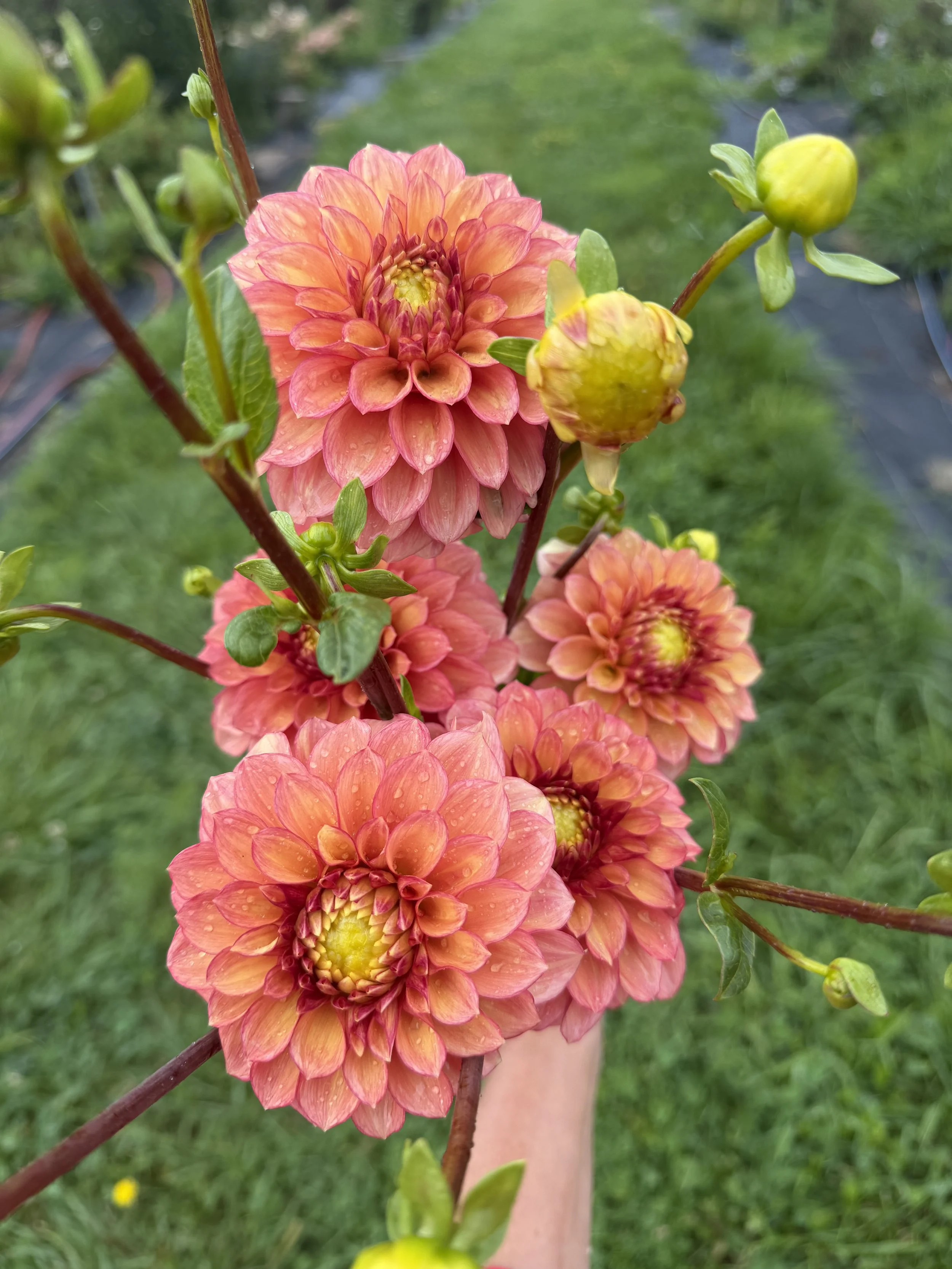 Lakeview Lucky dahlia.JPG
