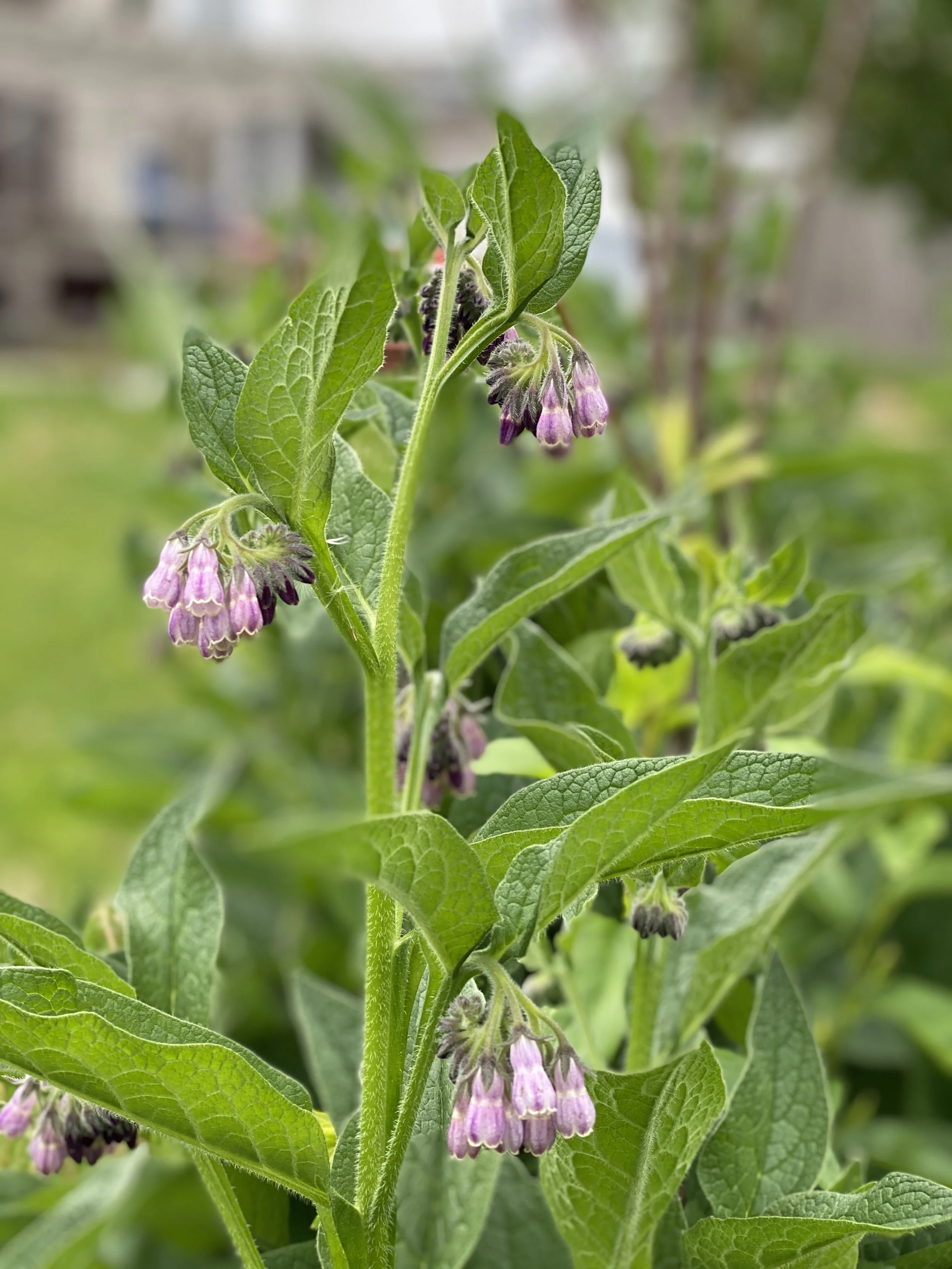 Comfrey flowers.JPEG