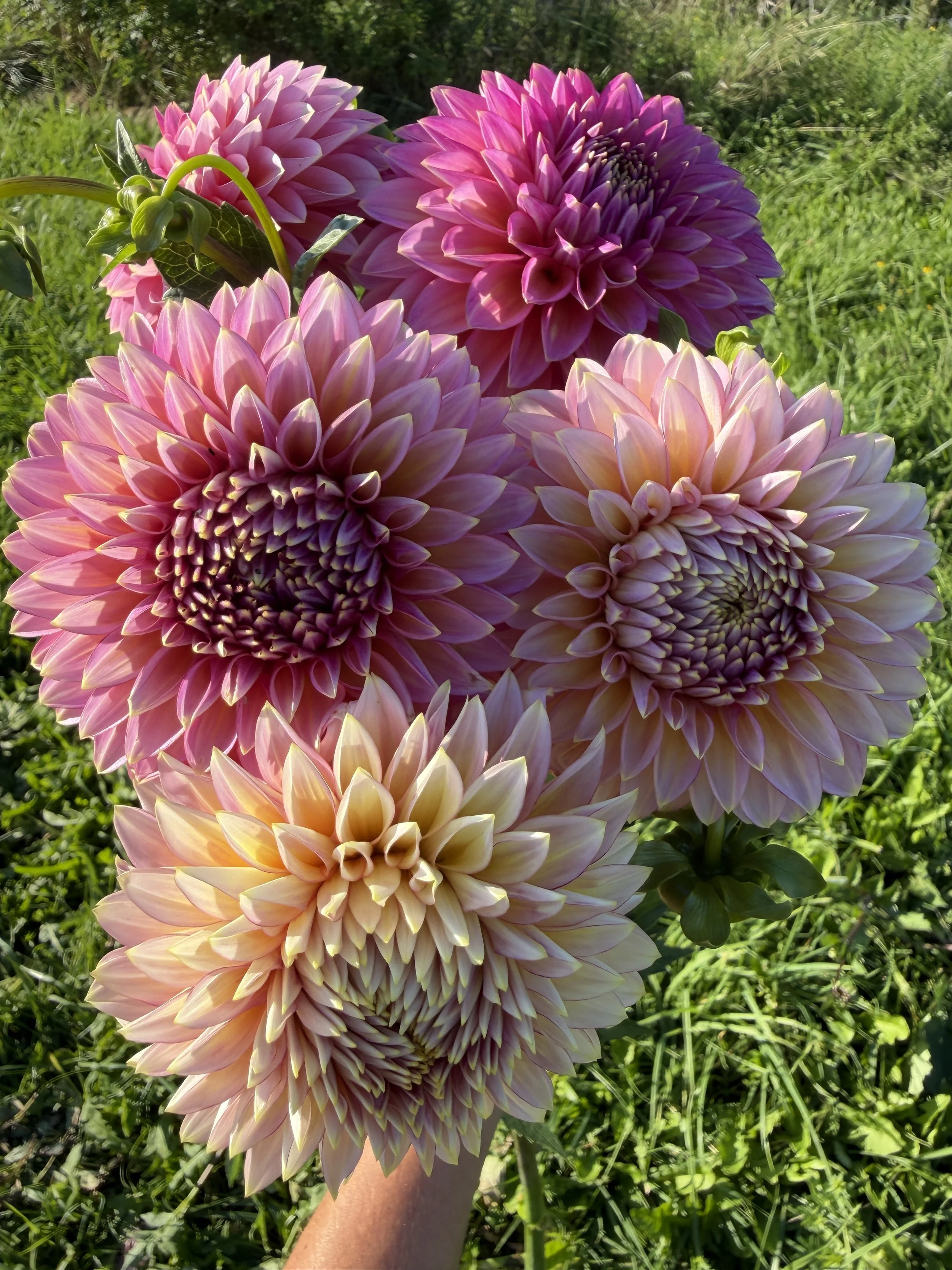 bloomquist Mojo Dahlia 2.JPEG