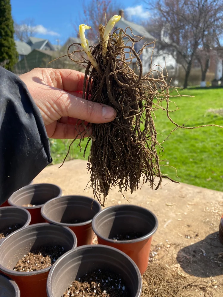 Potting Up Bare Root Perennials — Heirloom Soul Florals
