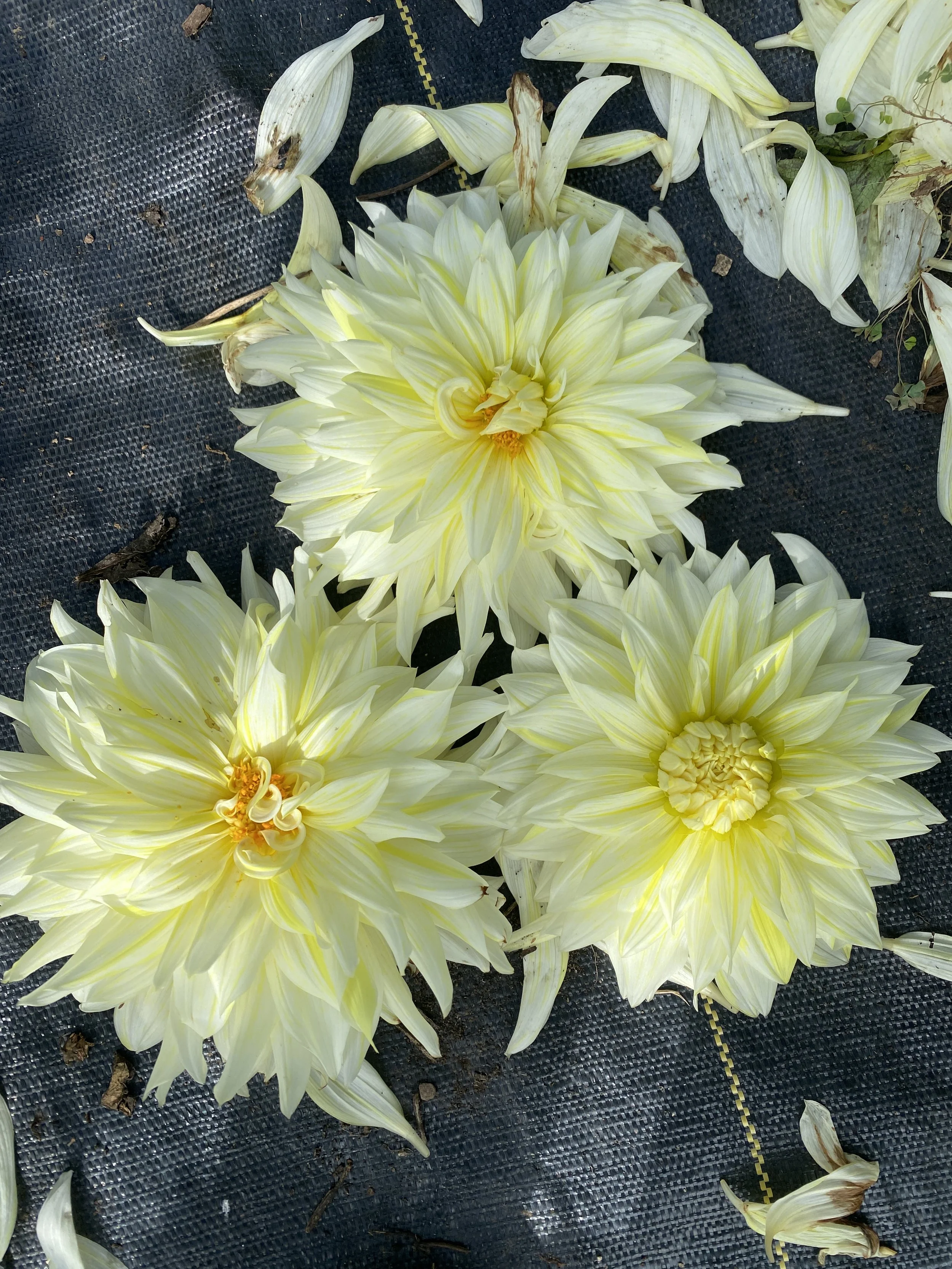 La Luna Dahlias 2025.JPEG