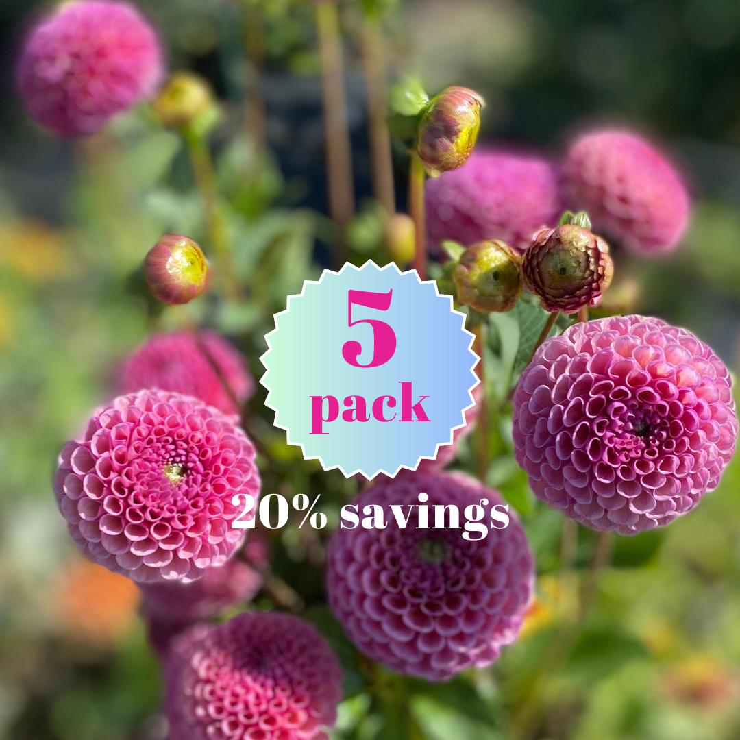 Koko Puff 5 pack dahlia tuber_20260119_113700_0004.png