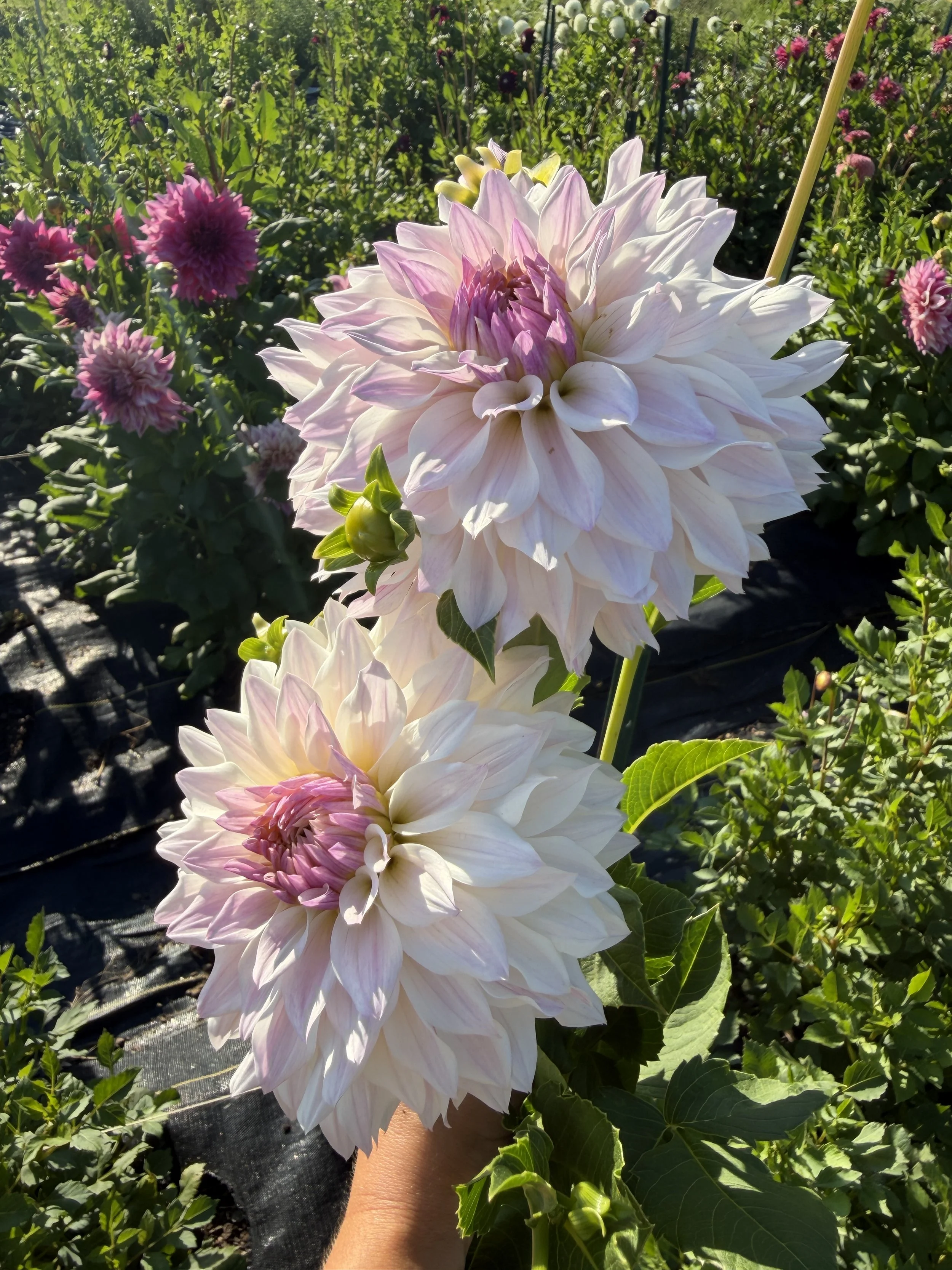 bloomquist compare Dahlia 3.JPEG