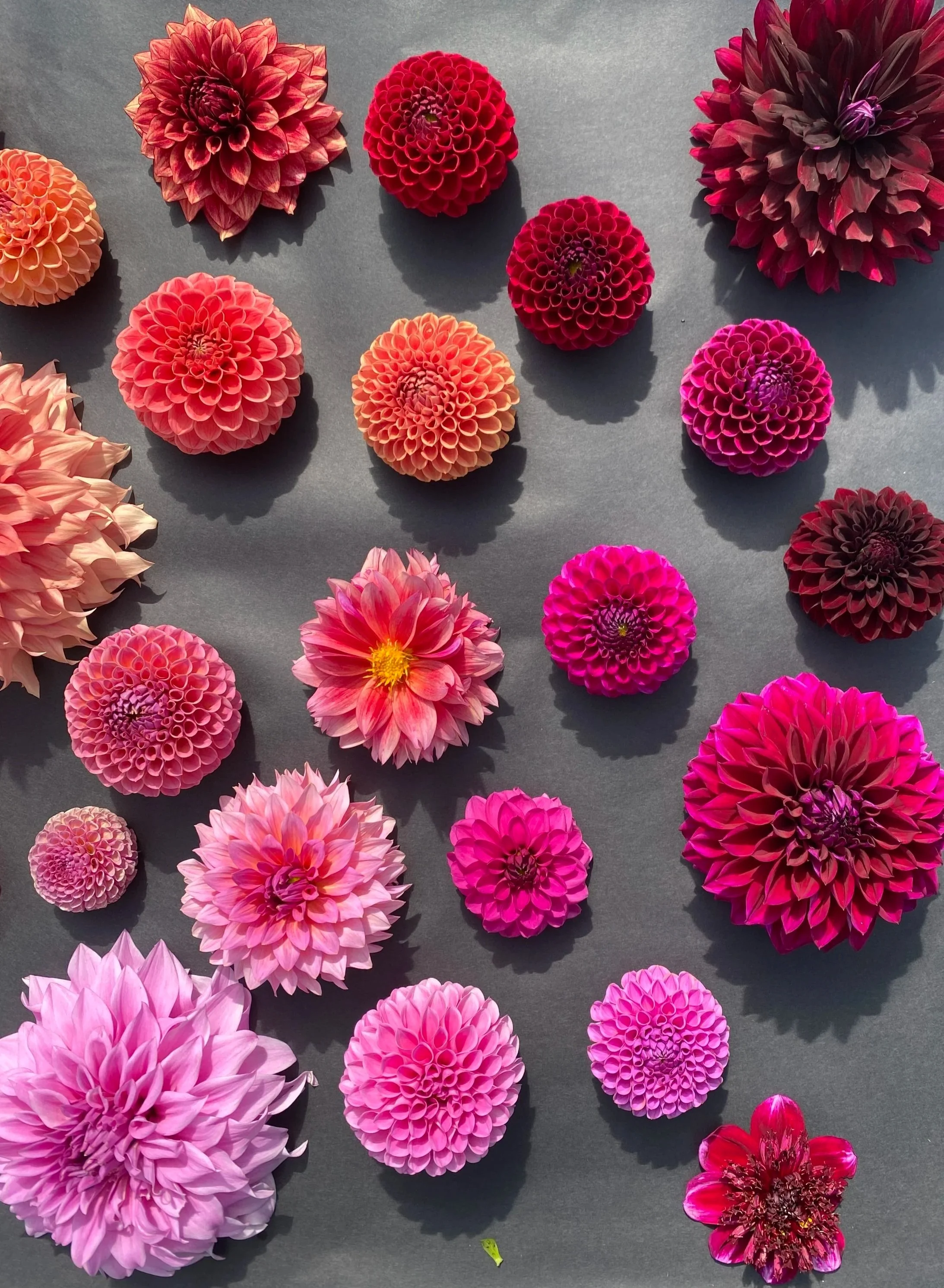 Best Burgundy Dahlia Varieties - Moody Dahlias -Comparing Dahlia colors and sizes - Photographing dahlias - Dahlia flat lay - Comparing dahlias on our flower farm - Growing Dahlias for Profit