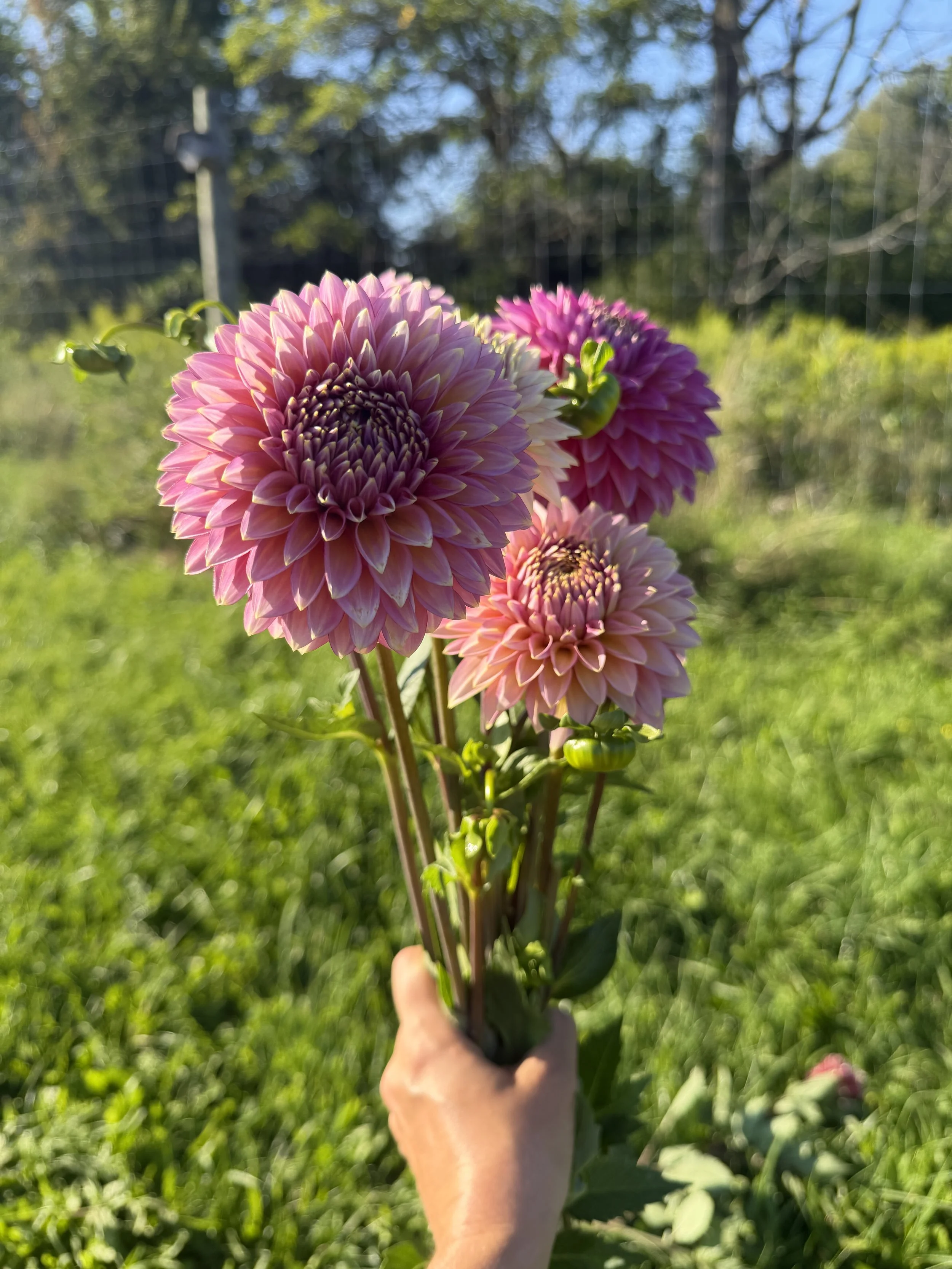 bloomquist Mojo Dahlia 3.JPEG