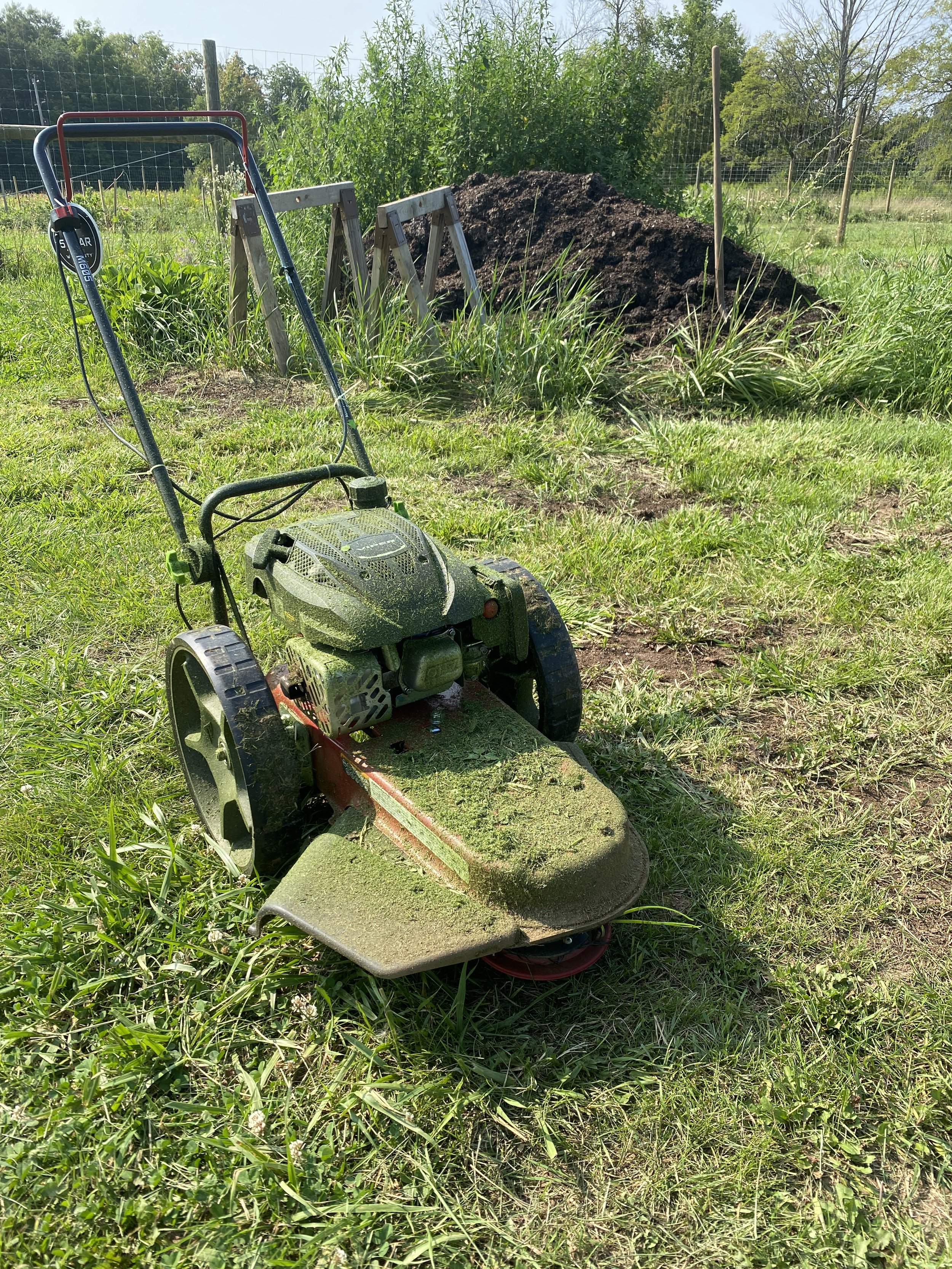 How to plant clover pathways on flower farm - Regenerative flower farming - Regenerative agriculture