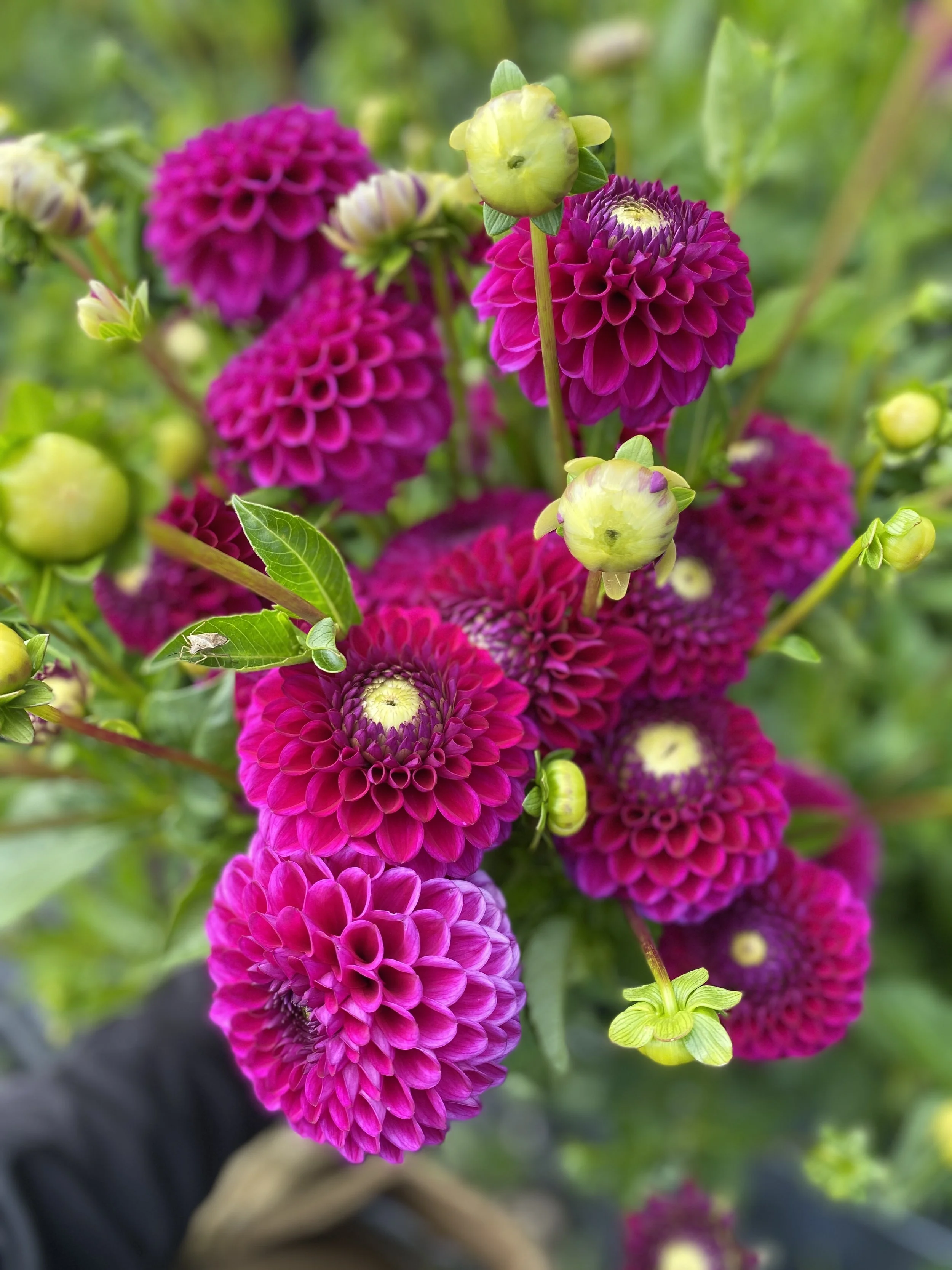 cryfield Harmony dahlias handful 2025.JPEG-1.JPEG