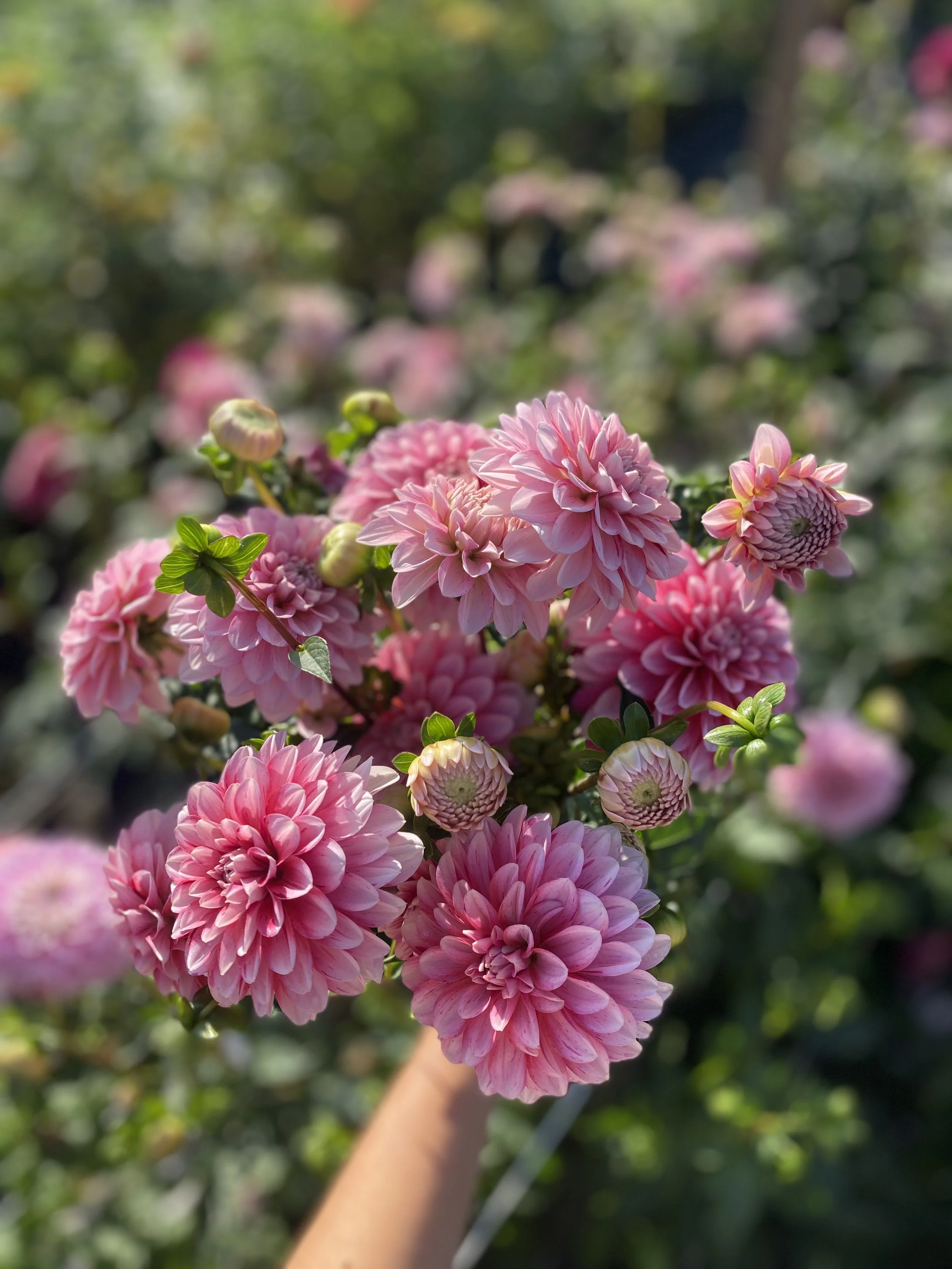 Strawberry Cream dahlias 2025.JPEG