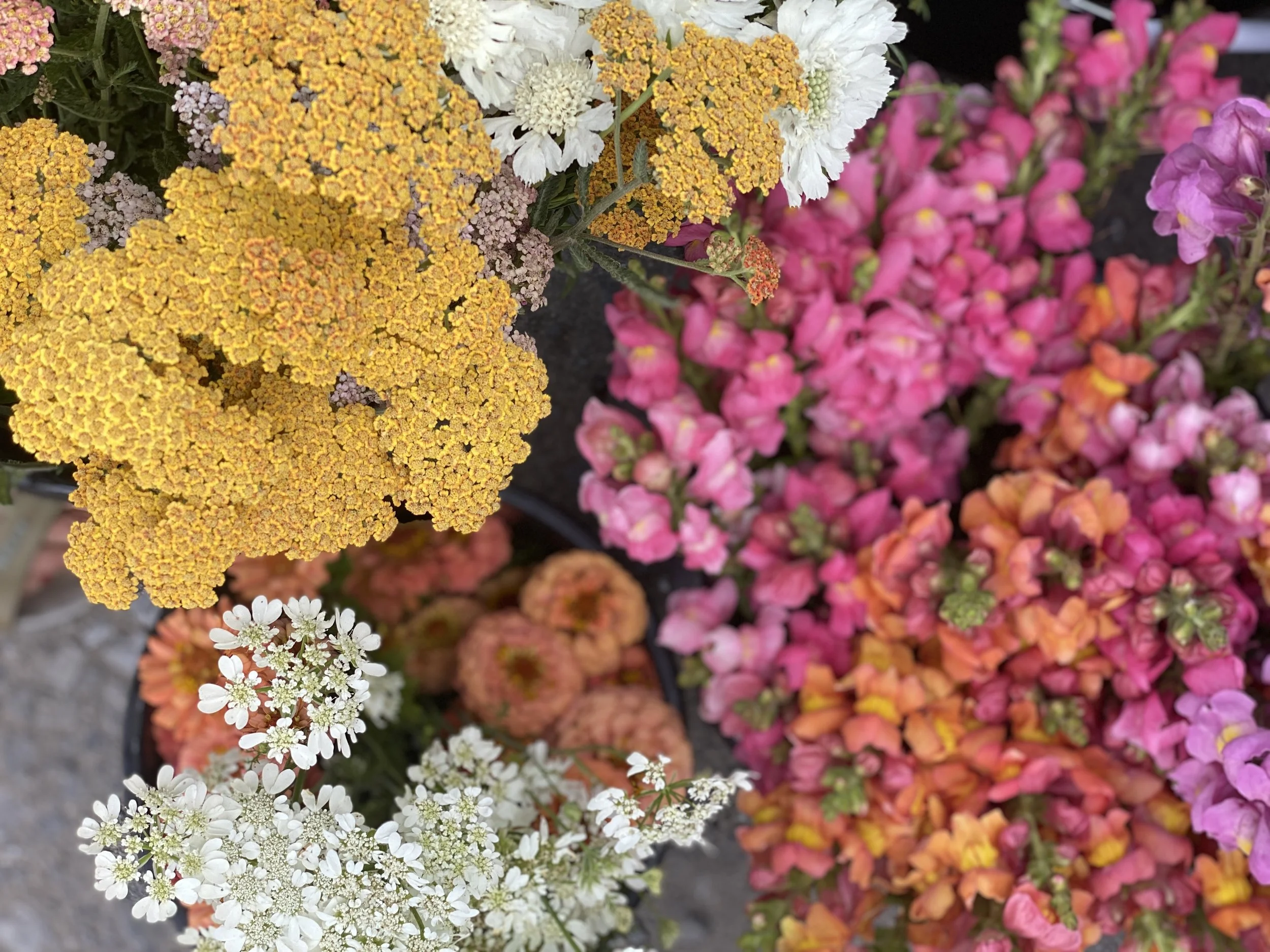 LocallyGrown Bulk Flowers and Greenery for DIY Weddings and Events in