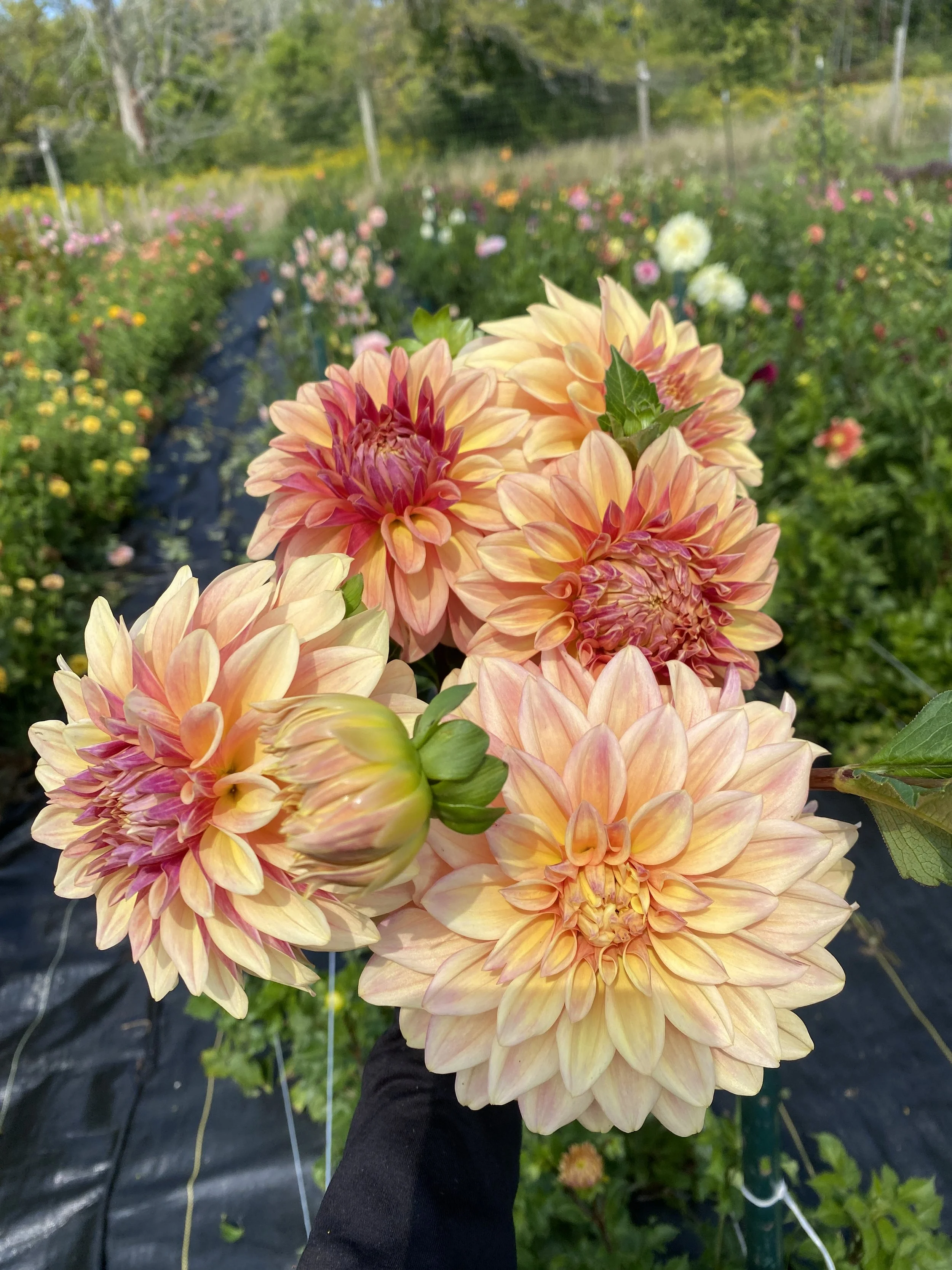 miss amara dahlias 2025-1.JPEG